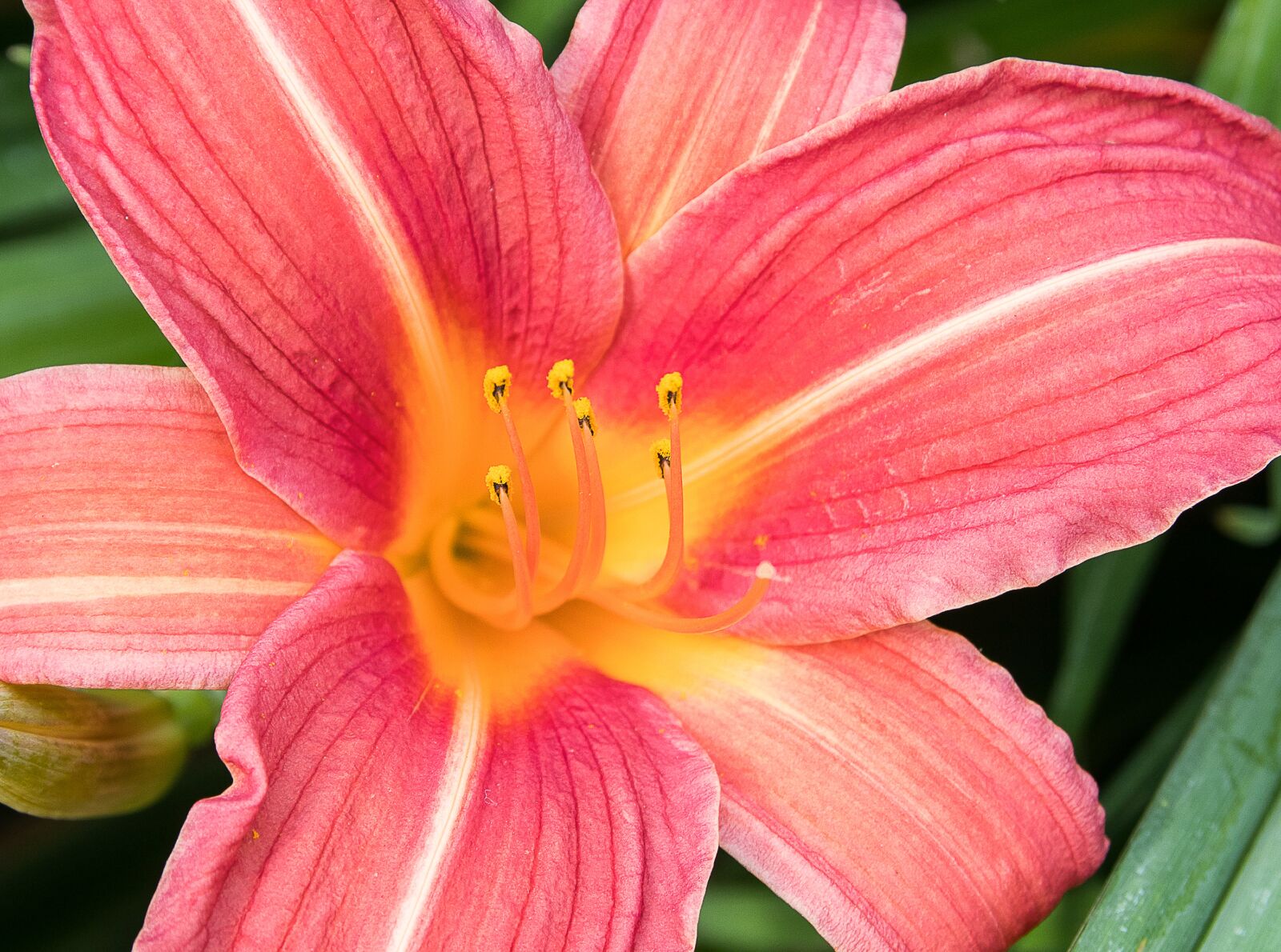 Canon EOS 80D sample photo. Lily, flower, plant photography