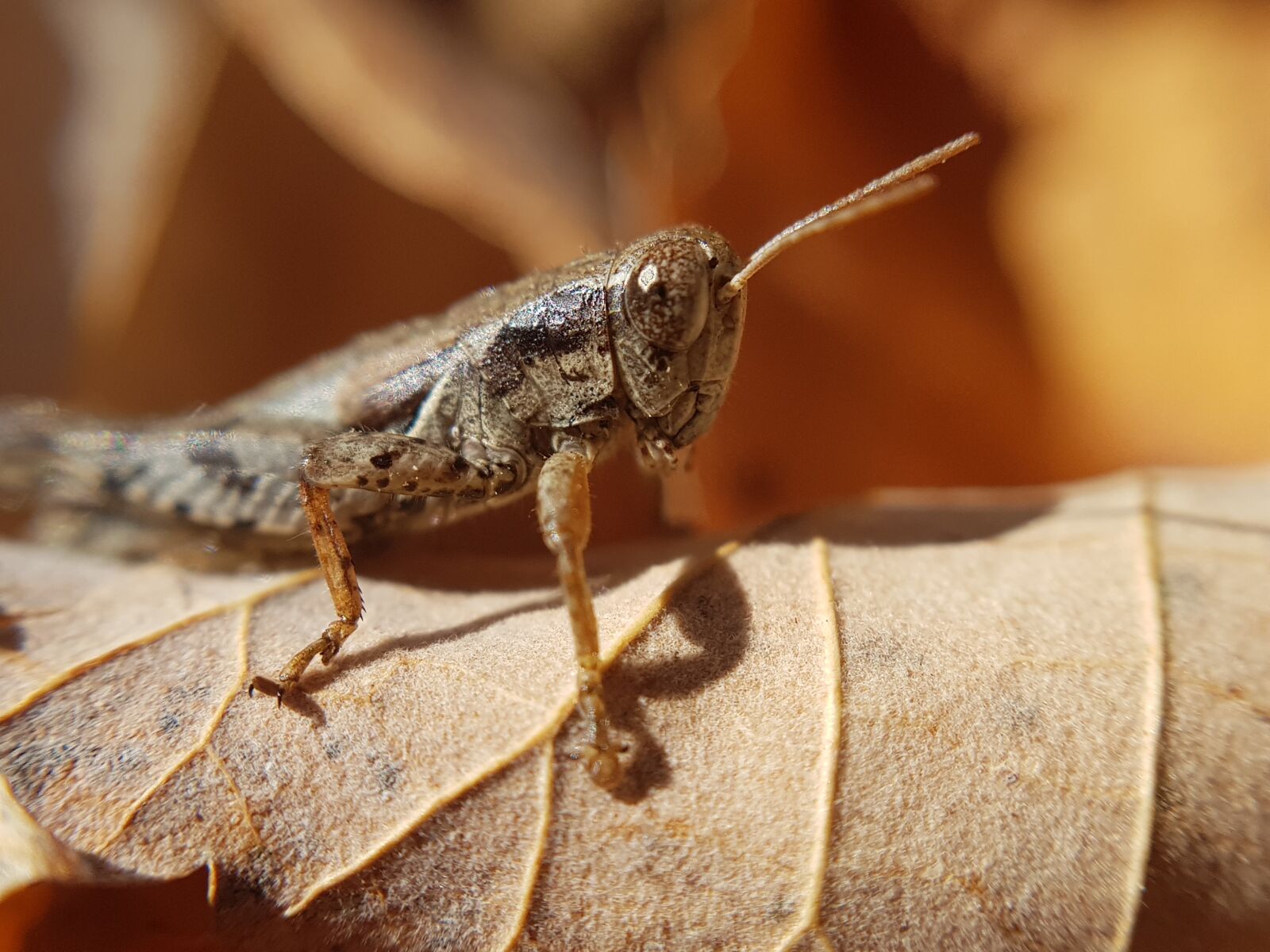 Samsung Galaxy S8 sample photo. Animal, insect, nature photography