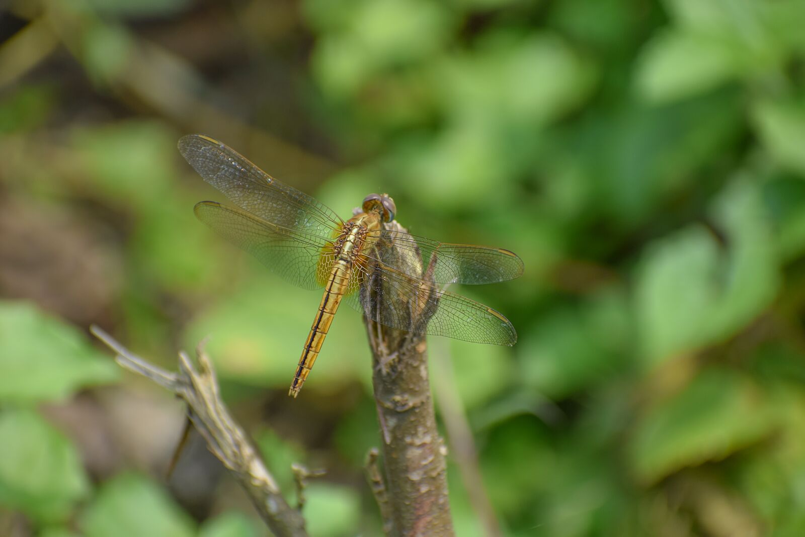 Nikon D5300 sample photo. Wild, garden, bug photography