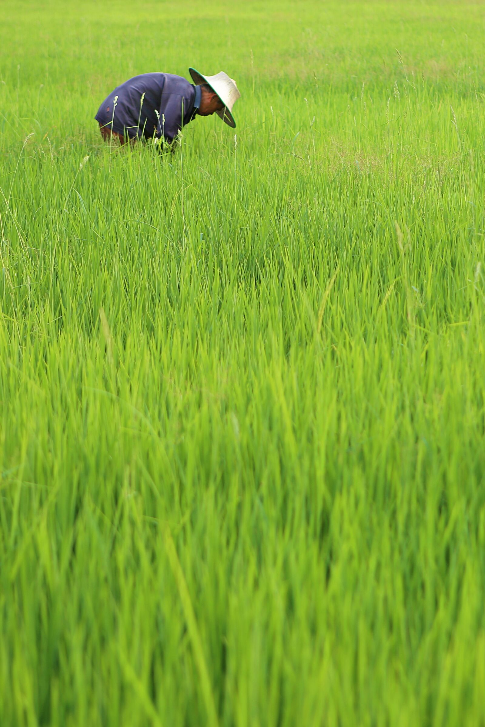 Canon EOS 6D + Canon EF 24-70mm F2.8L USM sample photo. Farmer, rice plant, food photography