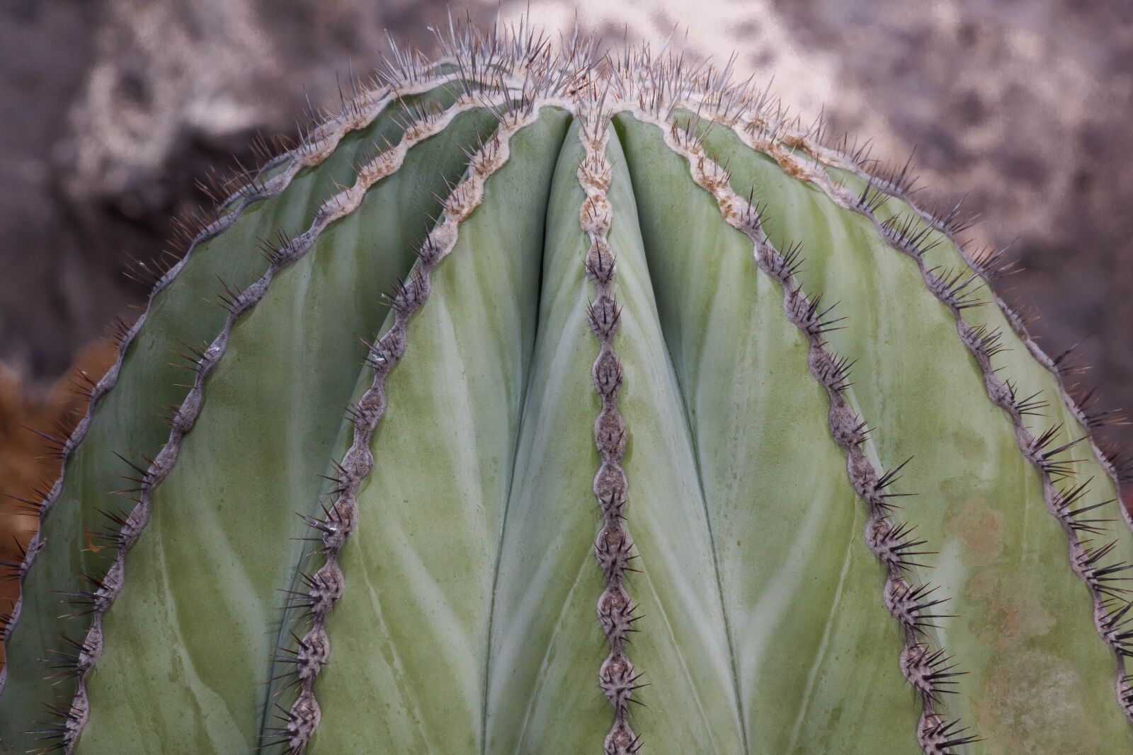 Canon EOS 50D sample photo. Cactus, spur, thorns photography