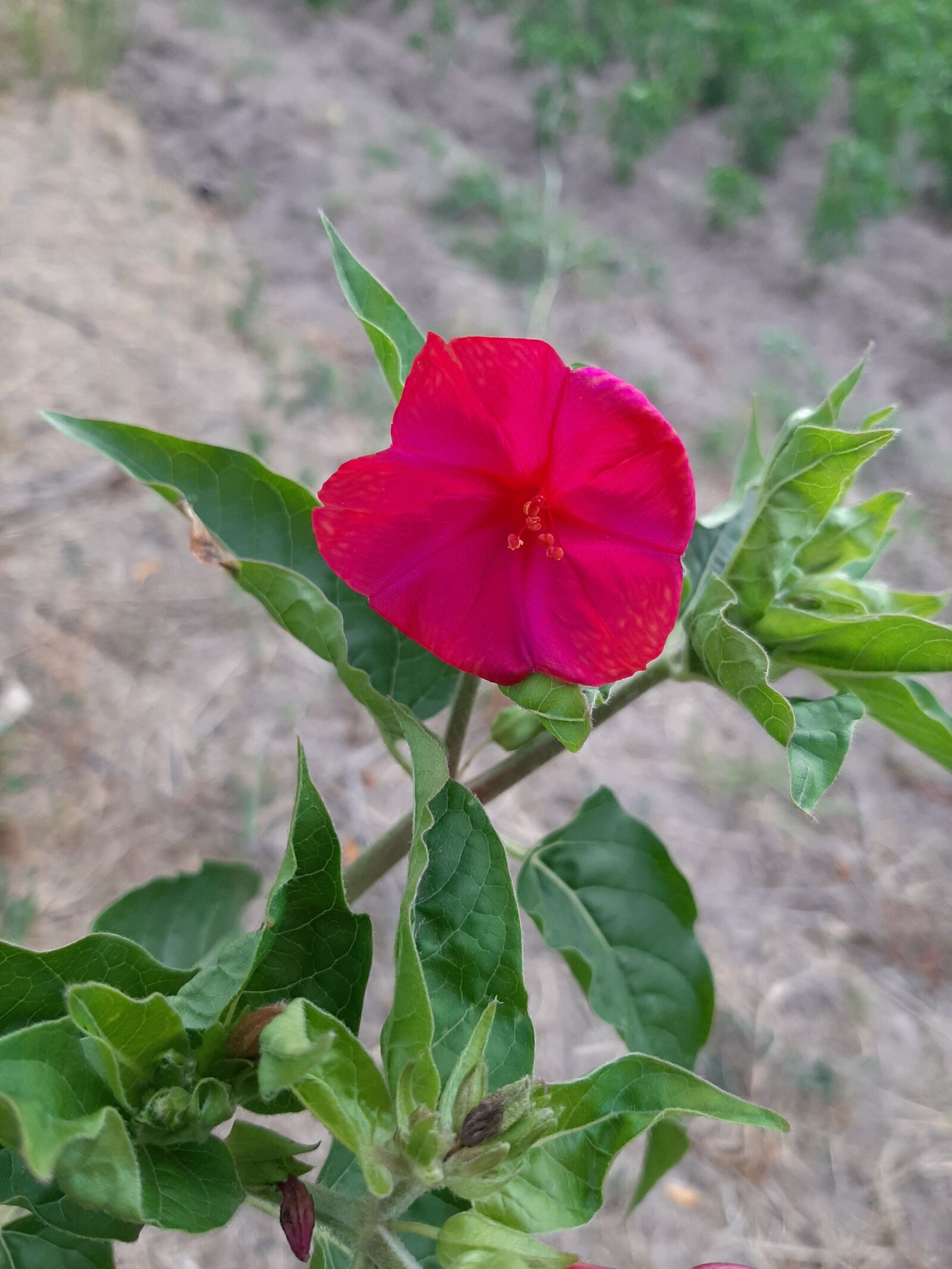 Samsung Galaxy A50 sample photo. Flower, plant, green photography