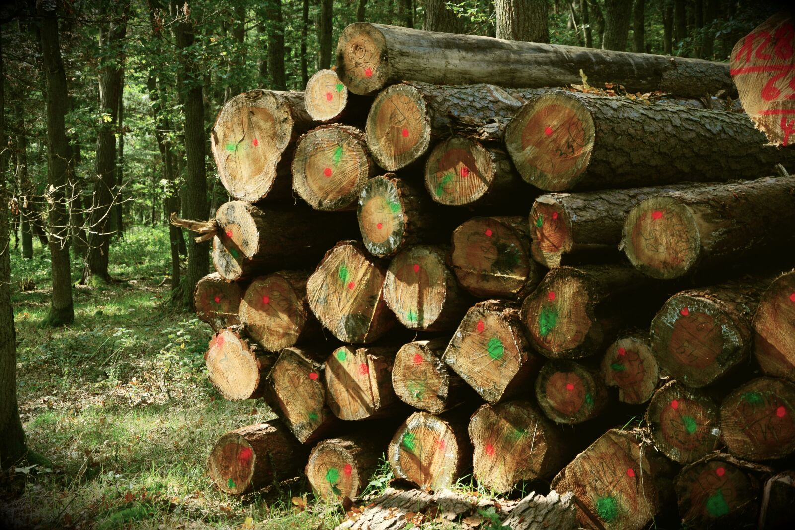 Nikon D5200 sample photo. Holzstapel, forest, tree trunks photography