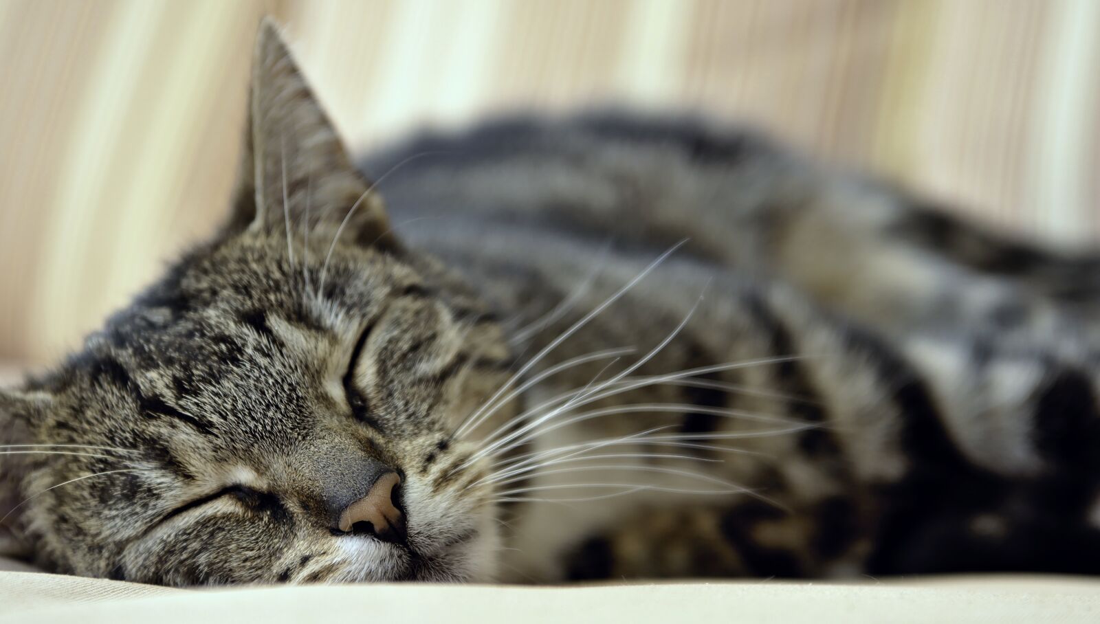 Nikon D5600 sample photo. Cat, domestic cat, pet photography