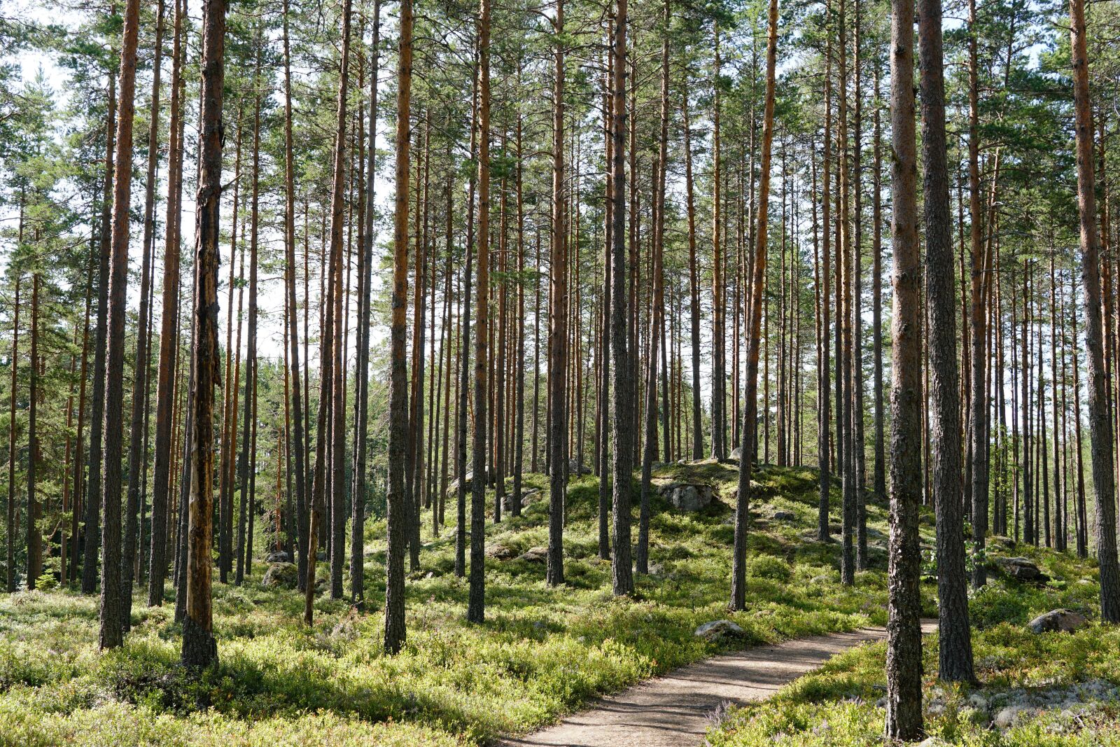 30mm F1.4 DC DN | Contemporary 016 sample photo. Sweden, forest, trees photography