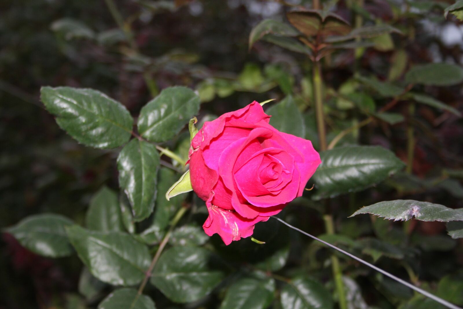 Canon EOS 40D sample photo. Flower, cayambe, floricola photography
