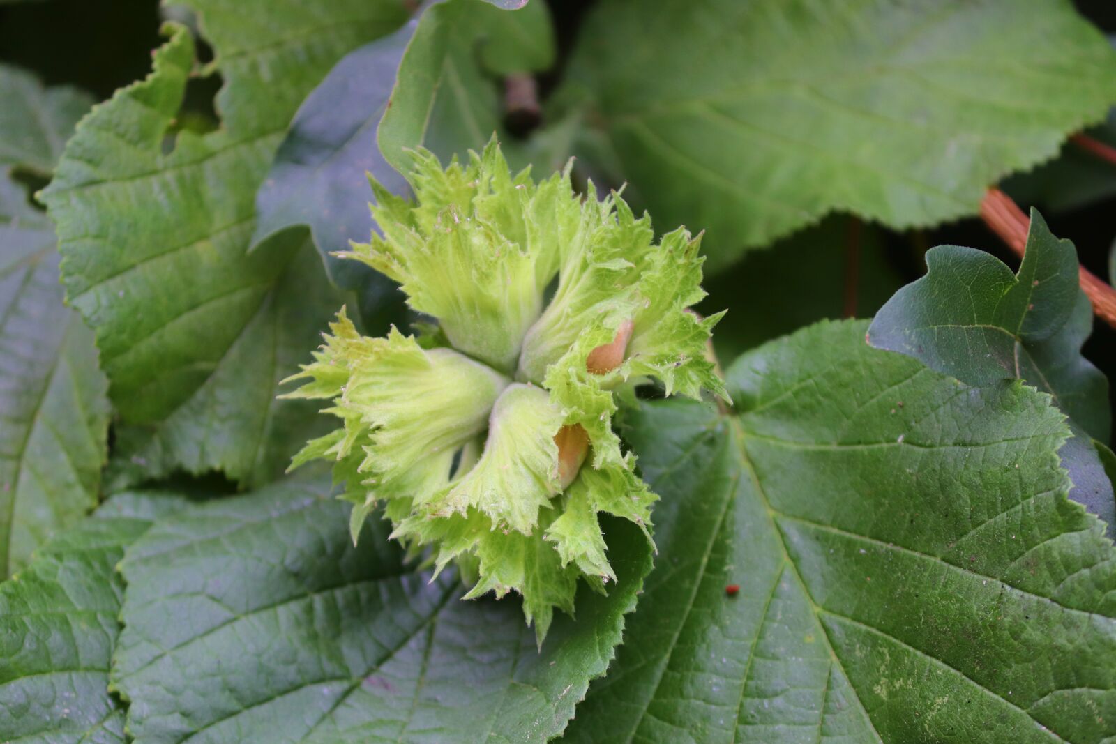 Canon EOS 200D (EOS Rebel SL2 / EOS Kiss X9) sample photo. Hazelnuts, green, mature photography