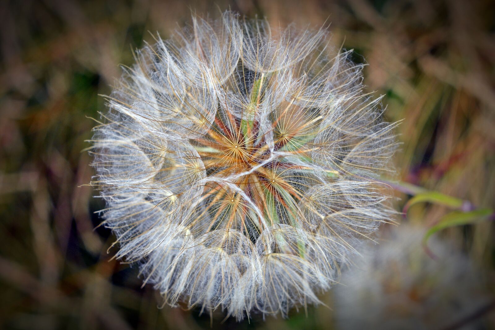 Nikon D5200 sample photo. Seeds, flower, dandelion photography