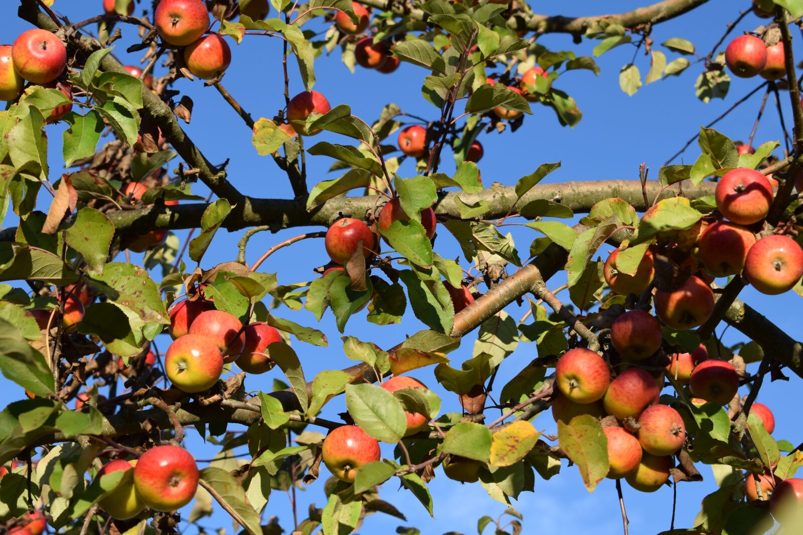 Nikon D5300 sample photo. Autumn, fruit, harvest photography