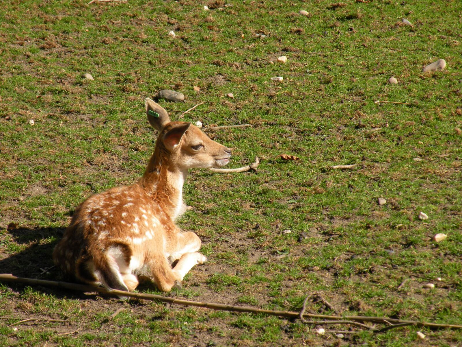 Nikon Coolpix P80 sample photo. Roe deer, kitz, bambi photography