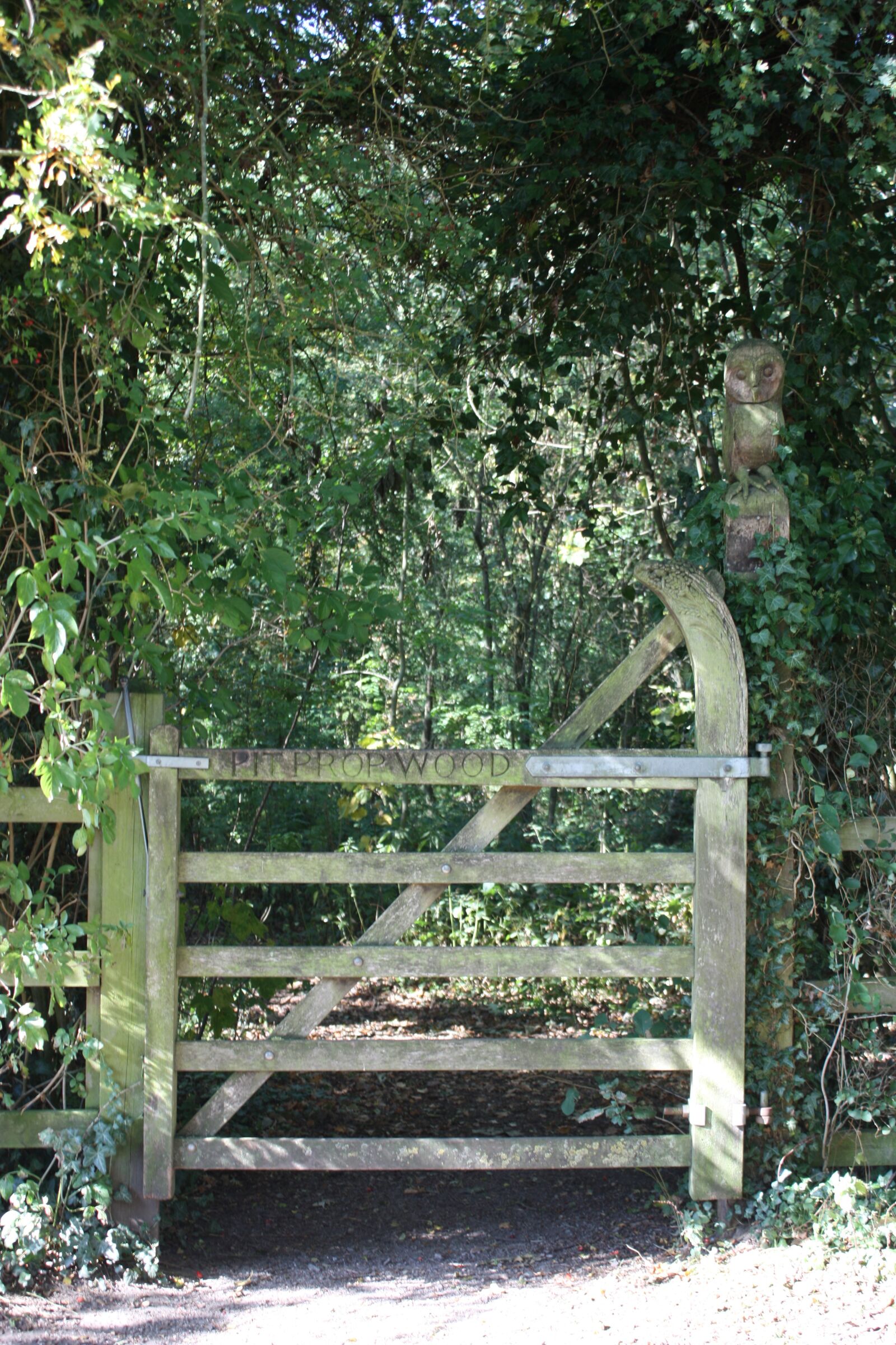 Canon EOS 450D (EOS Rebel XSi / EOS Kiss X2) sample photo. Gate, woodland, path photography