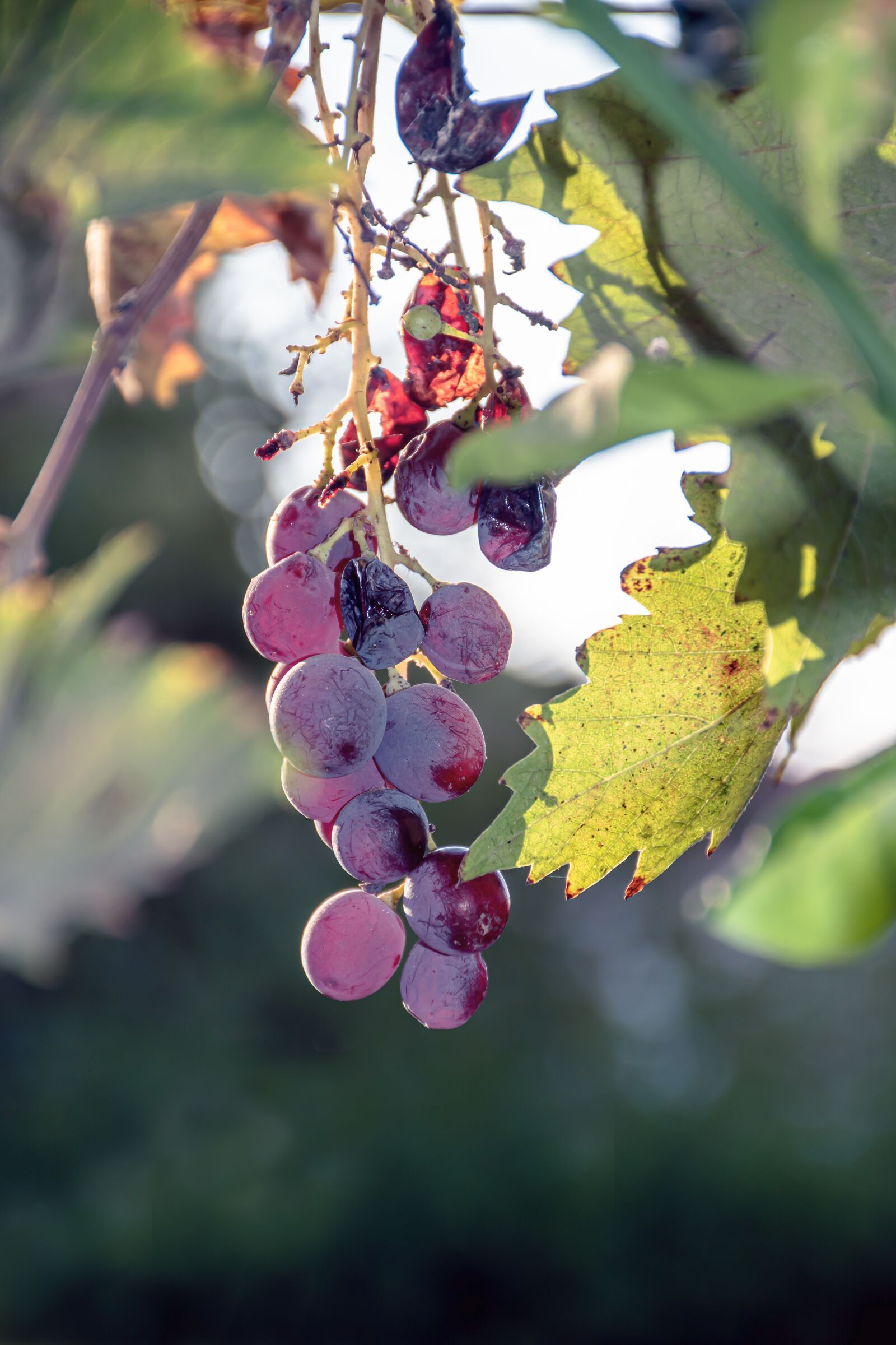 Nikon D5600 sample photo. Earth hour, grapes, ripe photography