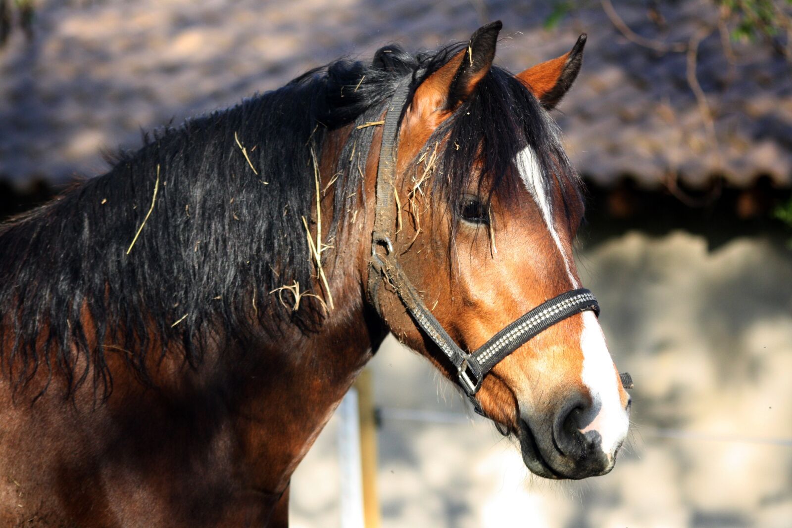 Canon EOS 1000D (EOS Digital Rebel XS / EOS Kiss F) sample photo. Horse, animal, nature photography