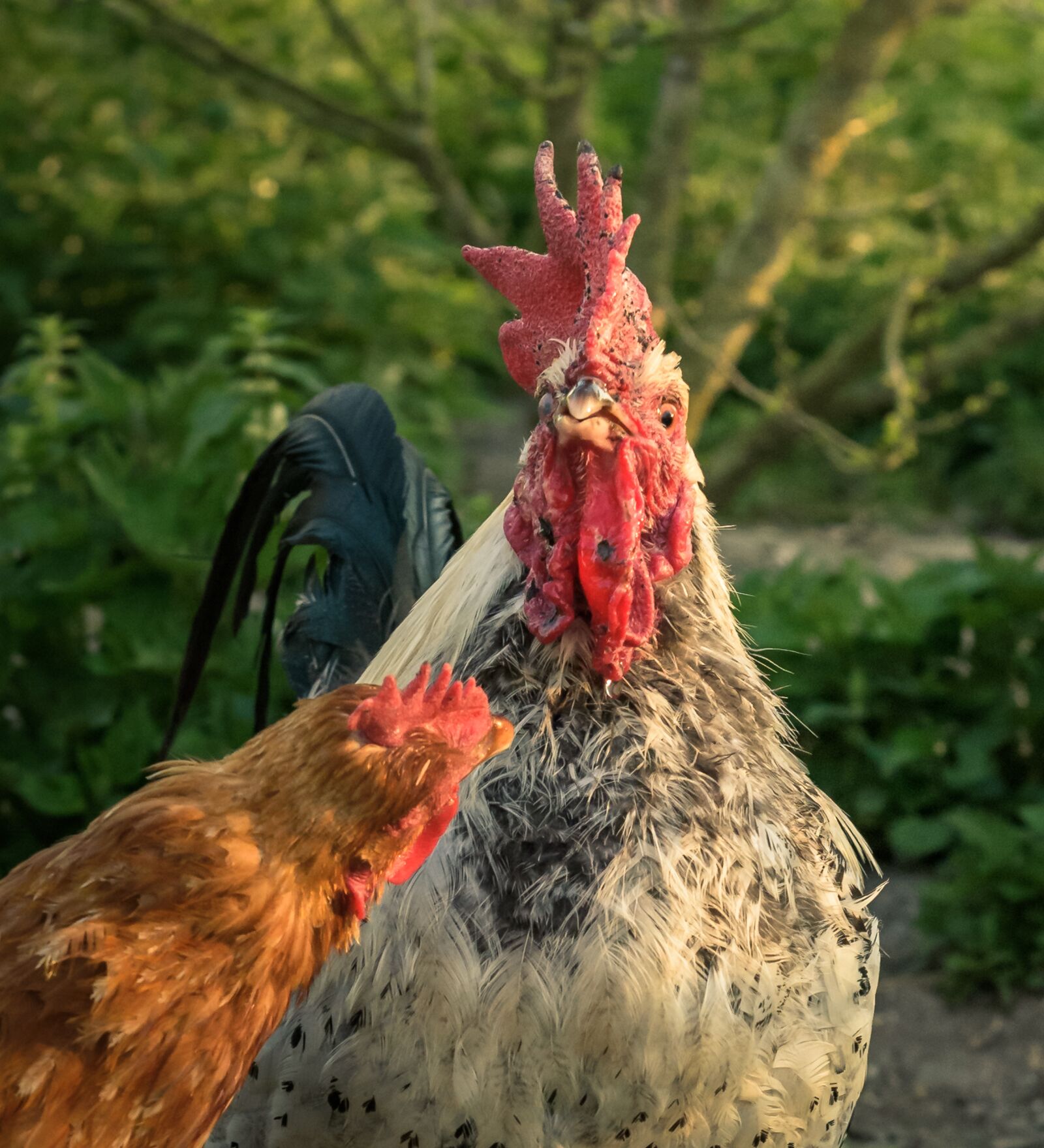 Nikon D750 sample photo. Hahn, hen, poultry photography