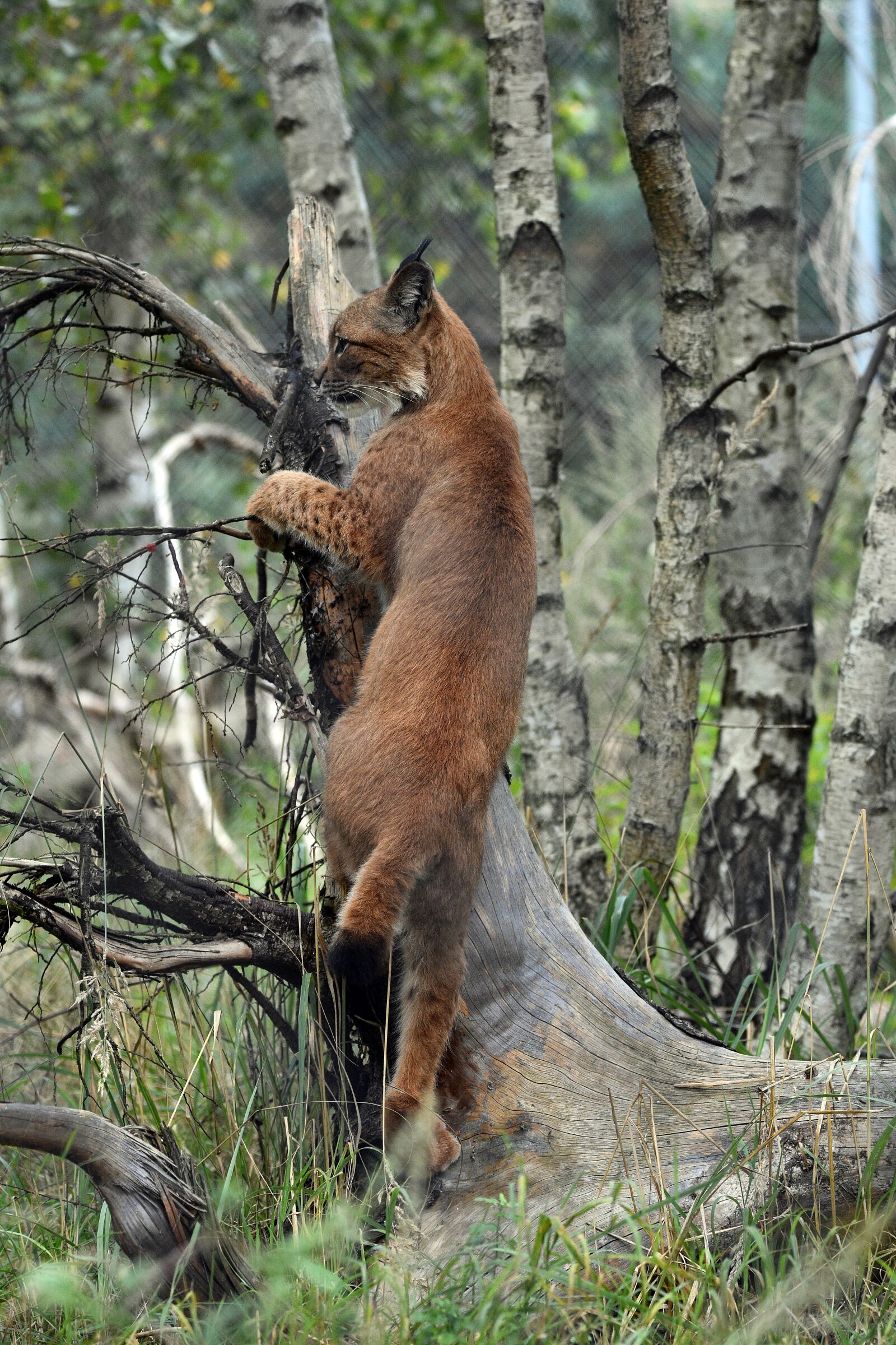 Nikon D3400 sample photo. Lynx, wild, birch photography