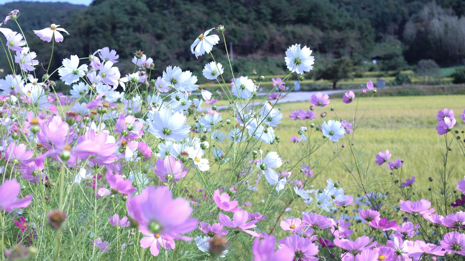 Canon EF-S 24mm F2.8 STM sample photo. Cosmos, flowers, flower garden photography