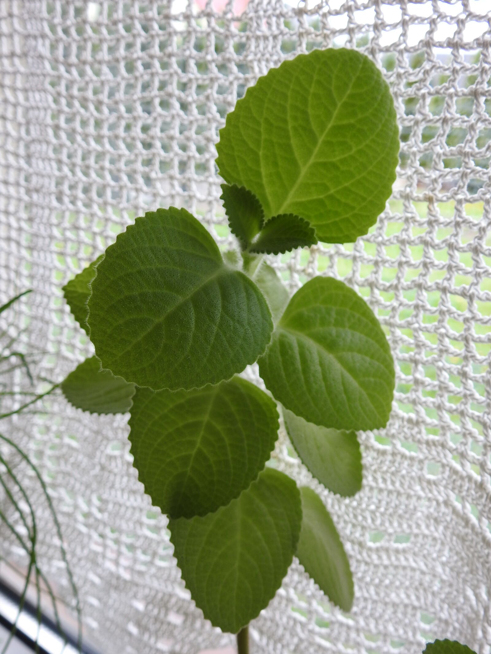 Nikon Coolpix P900 sample photo. Leaf, plant, nature photography