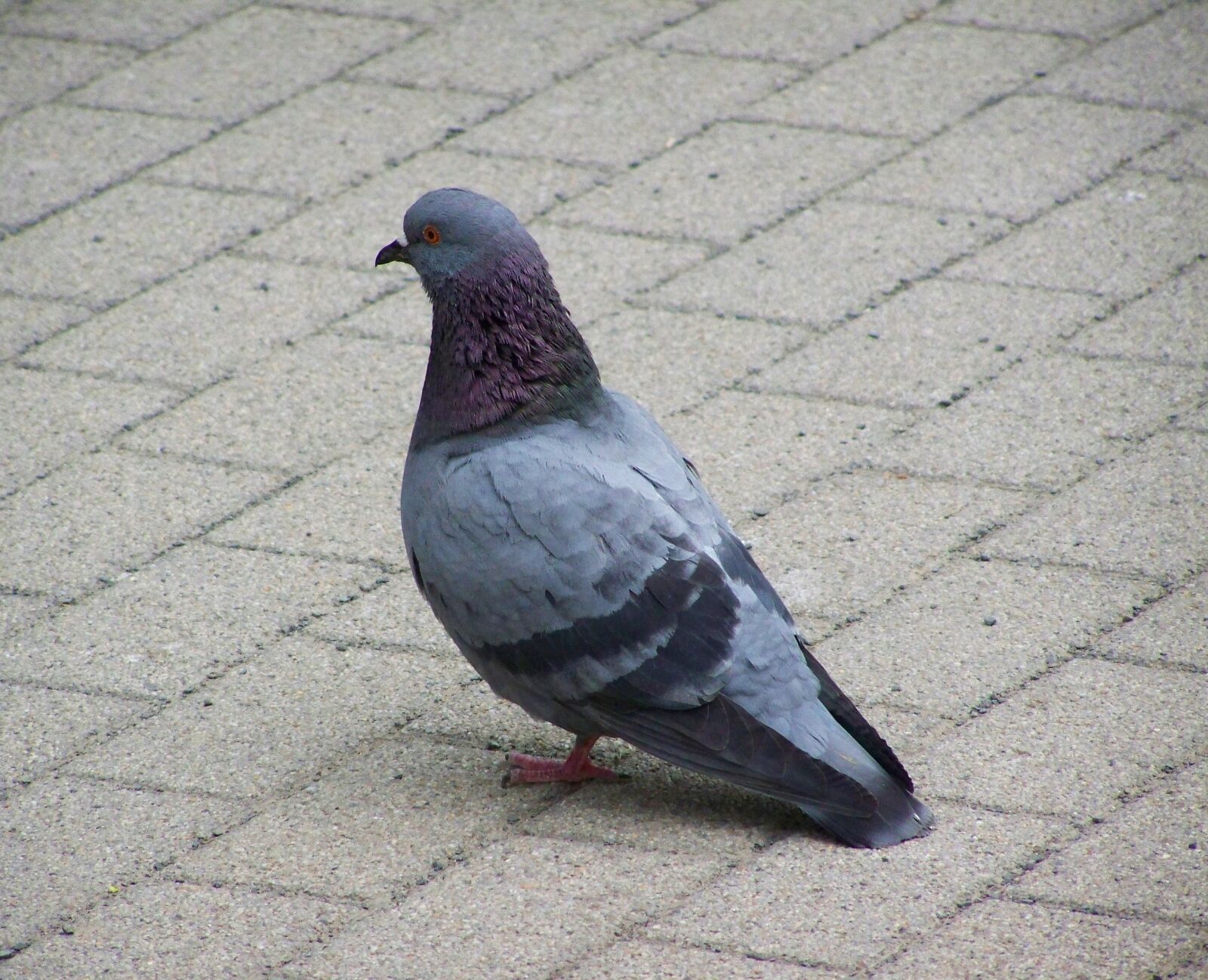 Kodak EASYSHARE ZD710 ZOOM DIGITAL CAMERA sample photo. Pigeon, bird, animal photography