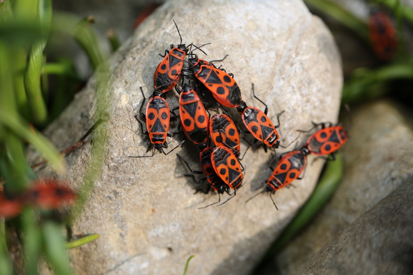 Canon EF 100mm F2.8L Macro IS USM sample photo. Fire beetle, insect, beetle photography