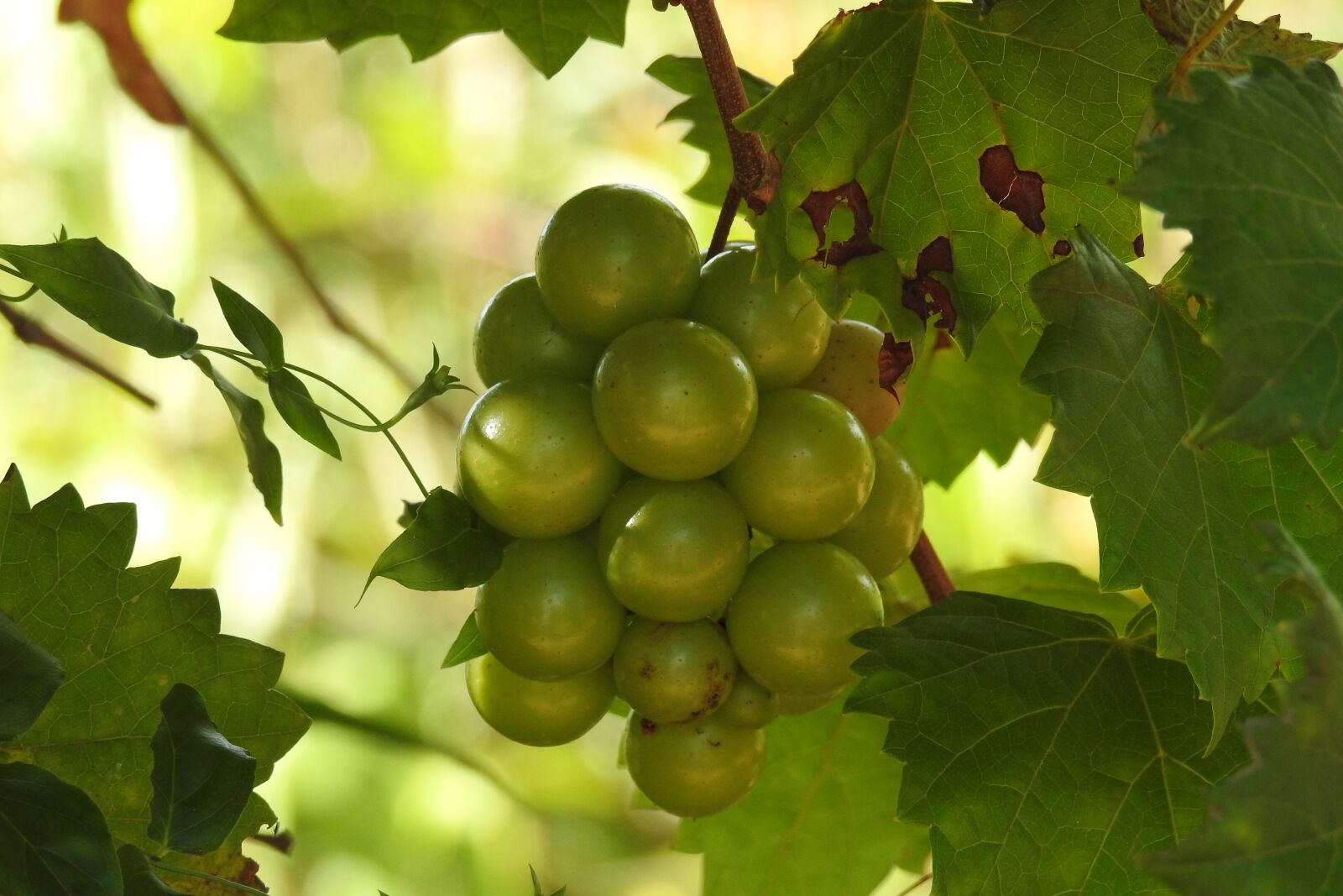 Nikon Coolpix P900 sample photo. Grapes, vines, grapevines photography