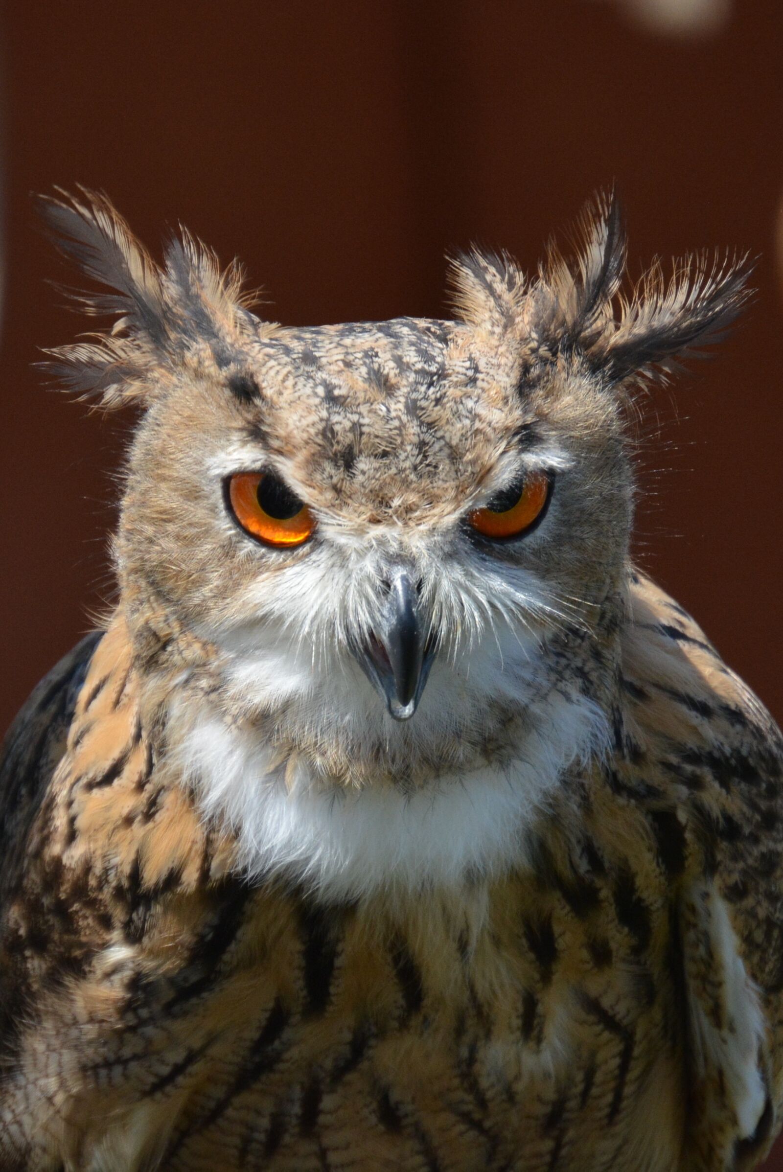 Nikon D5200 sample photo. Owl, bird portrait, bird photography