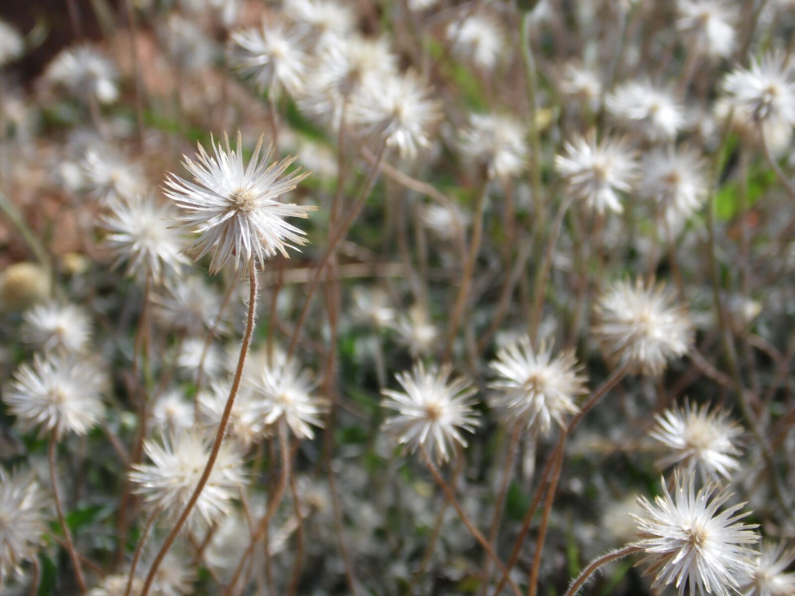 Samsung WB100/  WB101 sample photo. Dandelion, garden, flowers photography