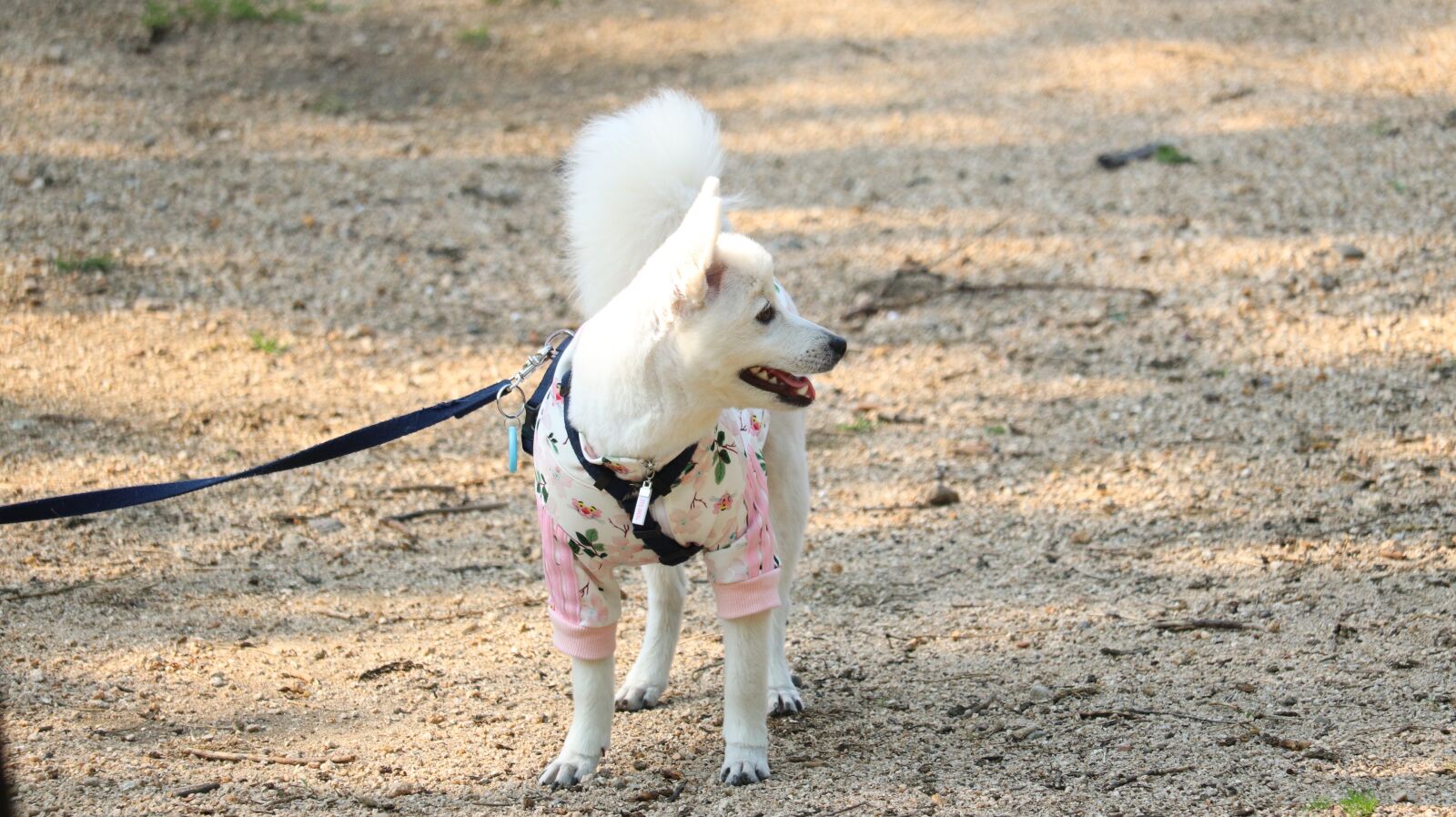 Canon EOS 77D (EOS 9000D / EOS 770D) sample photo. Animal, dog, mammals photography