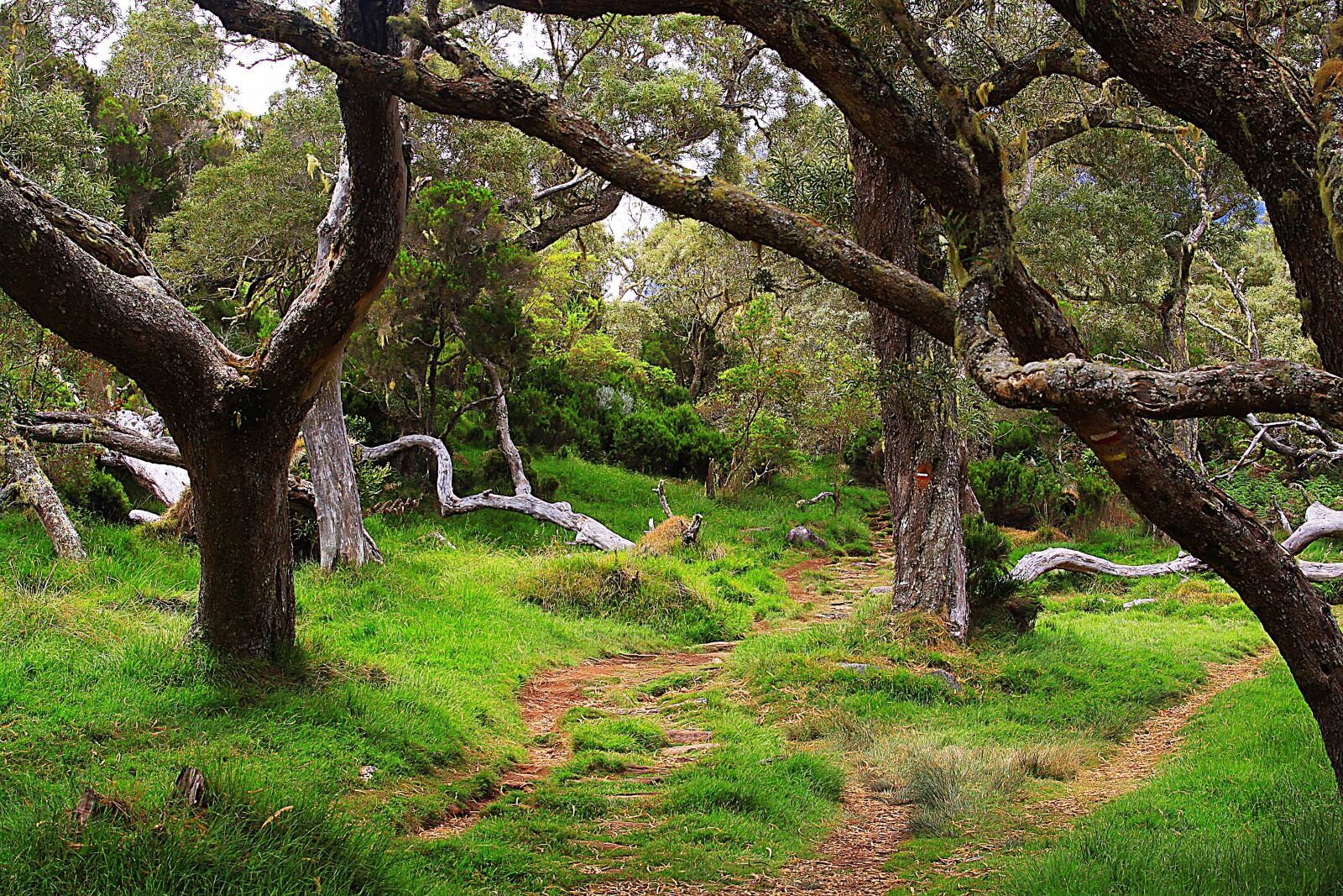 Canon EOS 50D sample photo. Nature, forest, tree photography