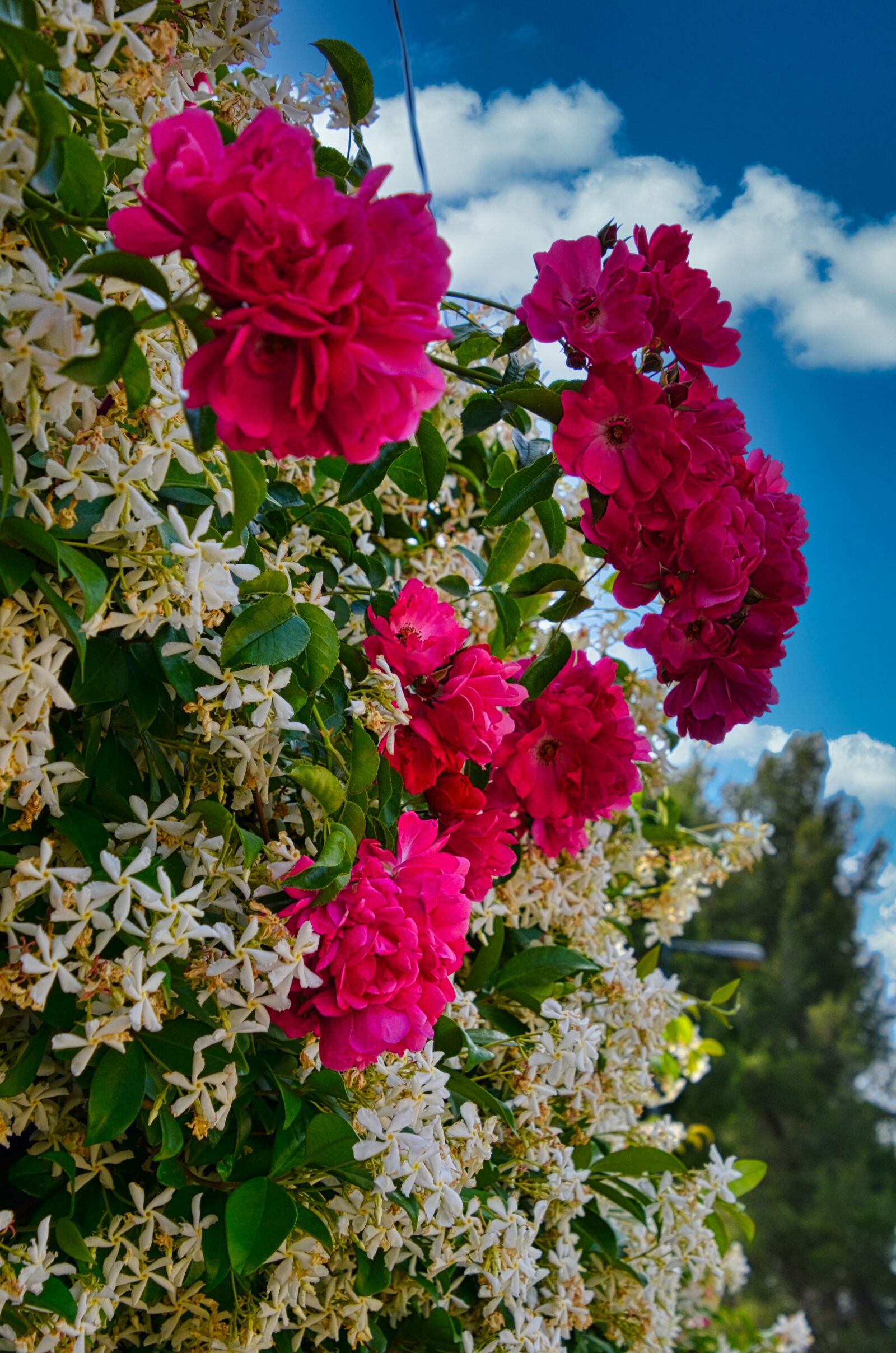 Nikon D7000 sample photo. Flower, flowers, floral photography