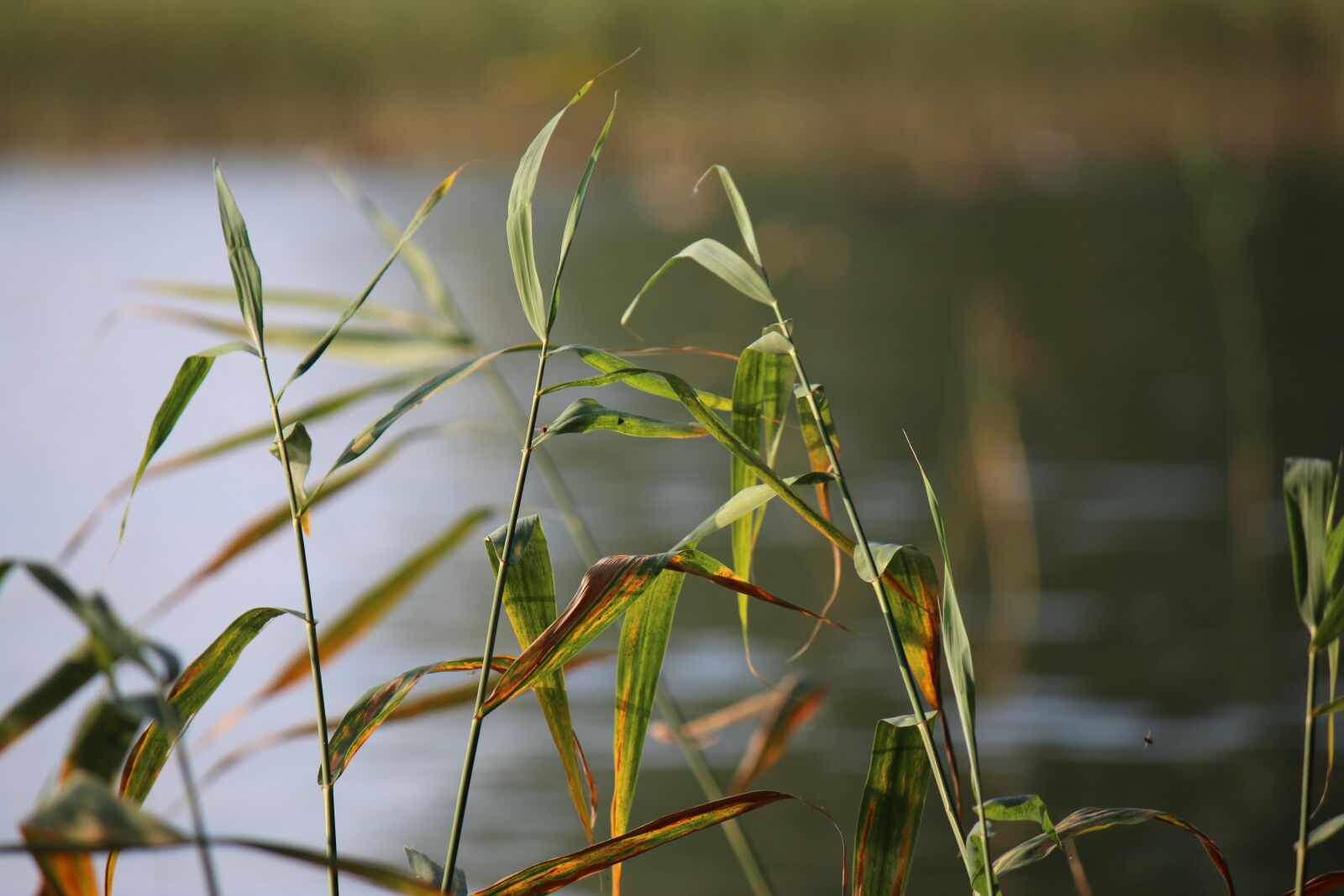Canon EOS 70D + Canon EF-S 55-250mm F4-5.6 IS sample photo. Reed, beach, plant photography