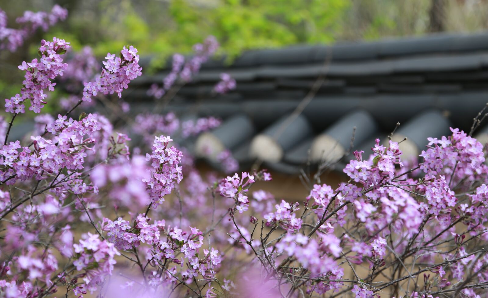 Canon EOS 6D + Canon EF 24-105mm F4L IS USM sample photo. Noel online gift shop photography