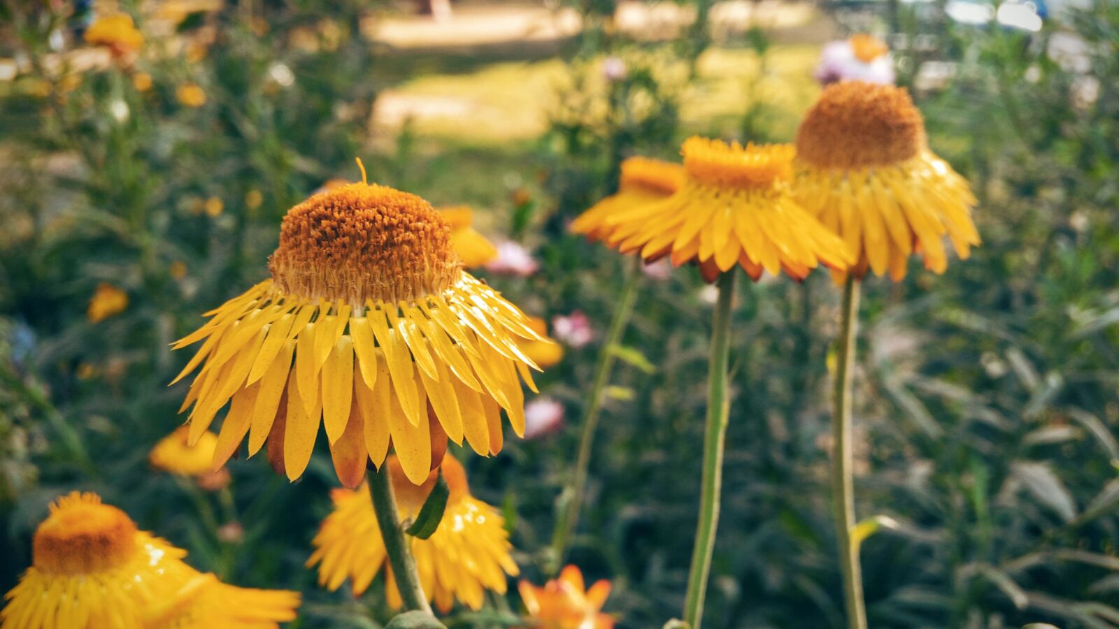 Samsung Galaxy S5 sample photo. Spring, flowers, yellow photography
