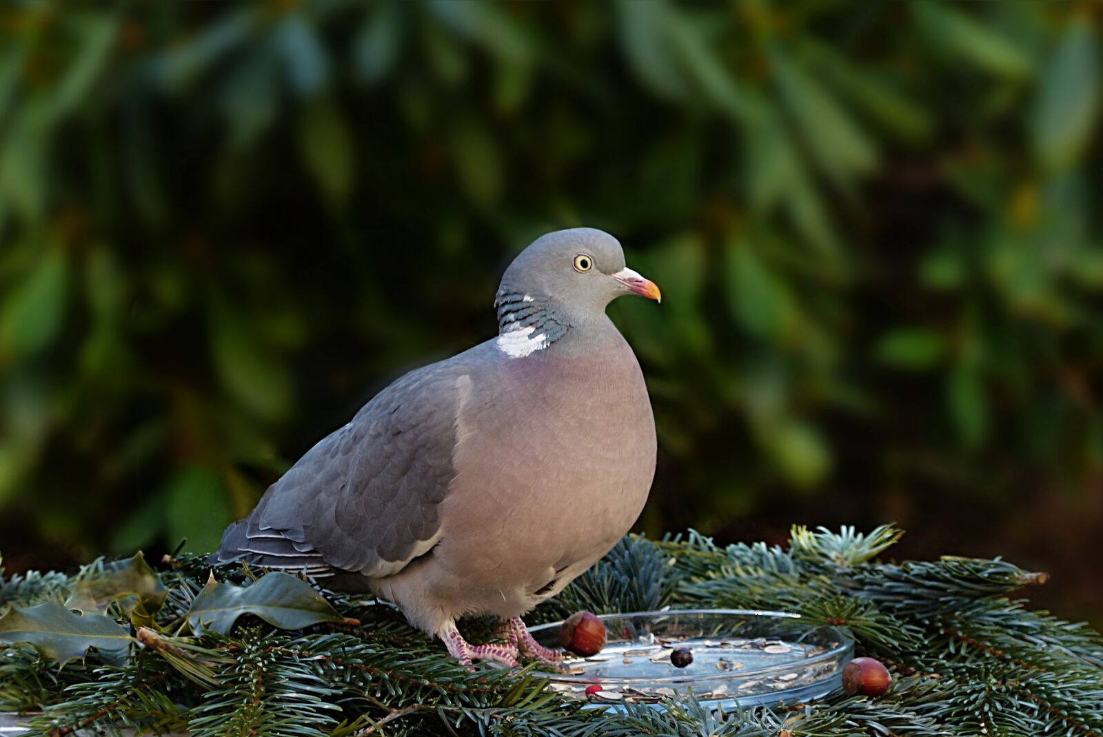 Panasonic Lumix DMC-FZ200 sample photo. Animal, bird, dove photography