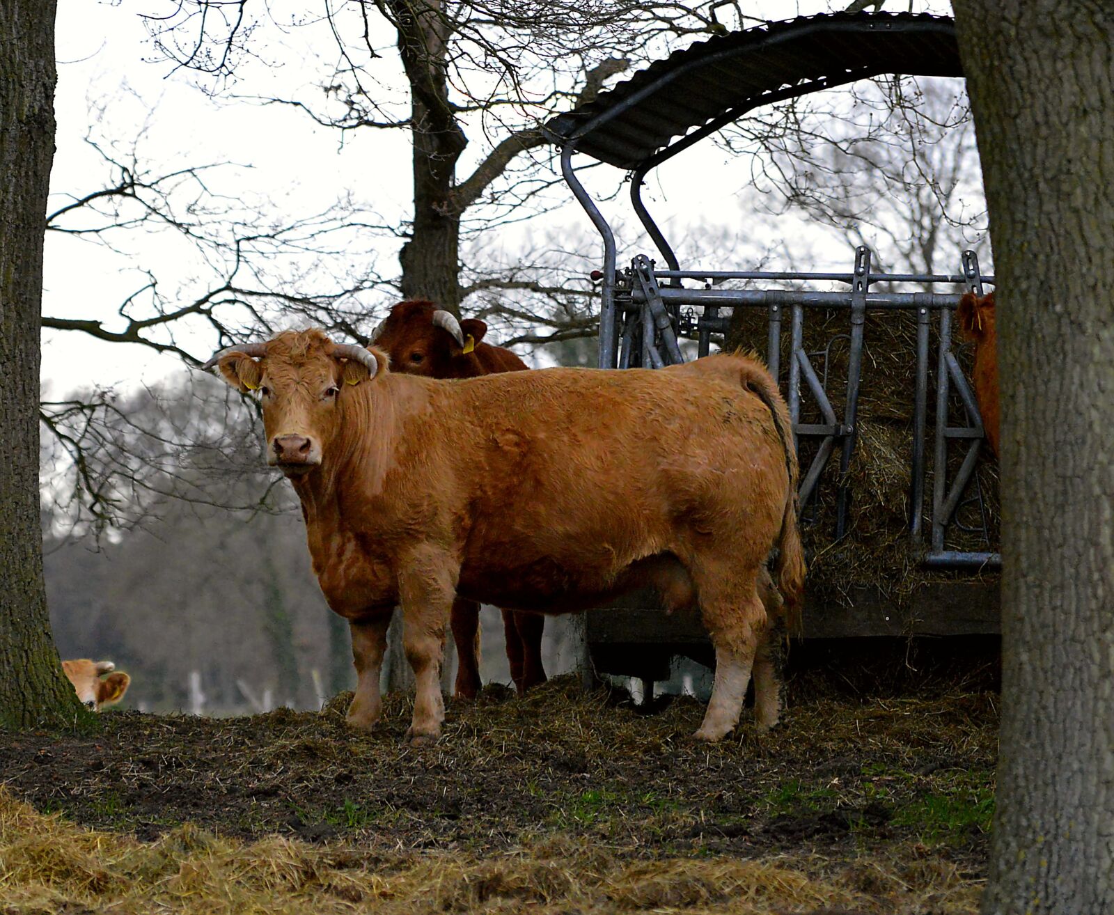 Nikon D3200 sample photo. Forest, cow, glade photography