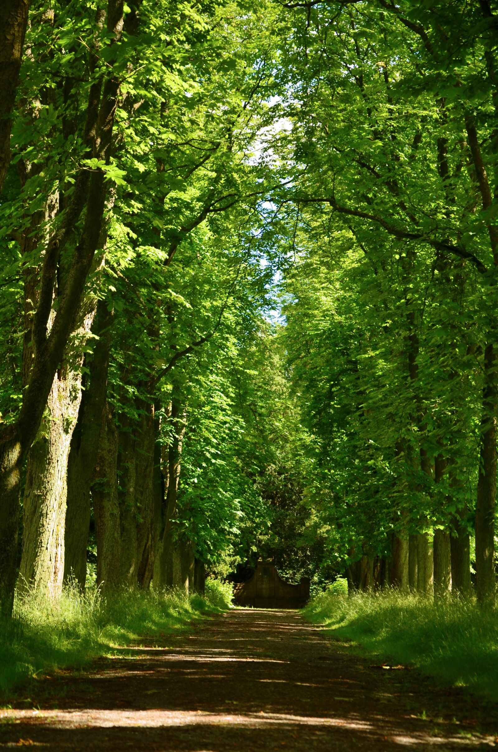 Nikon D5100 sample photo. Away, avenue, trees photography