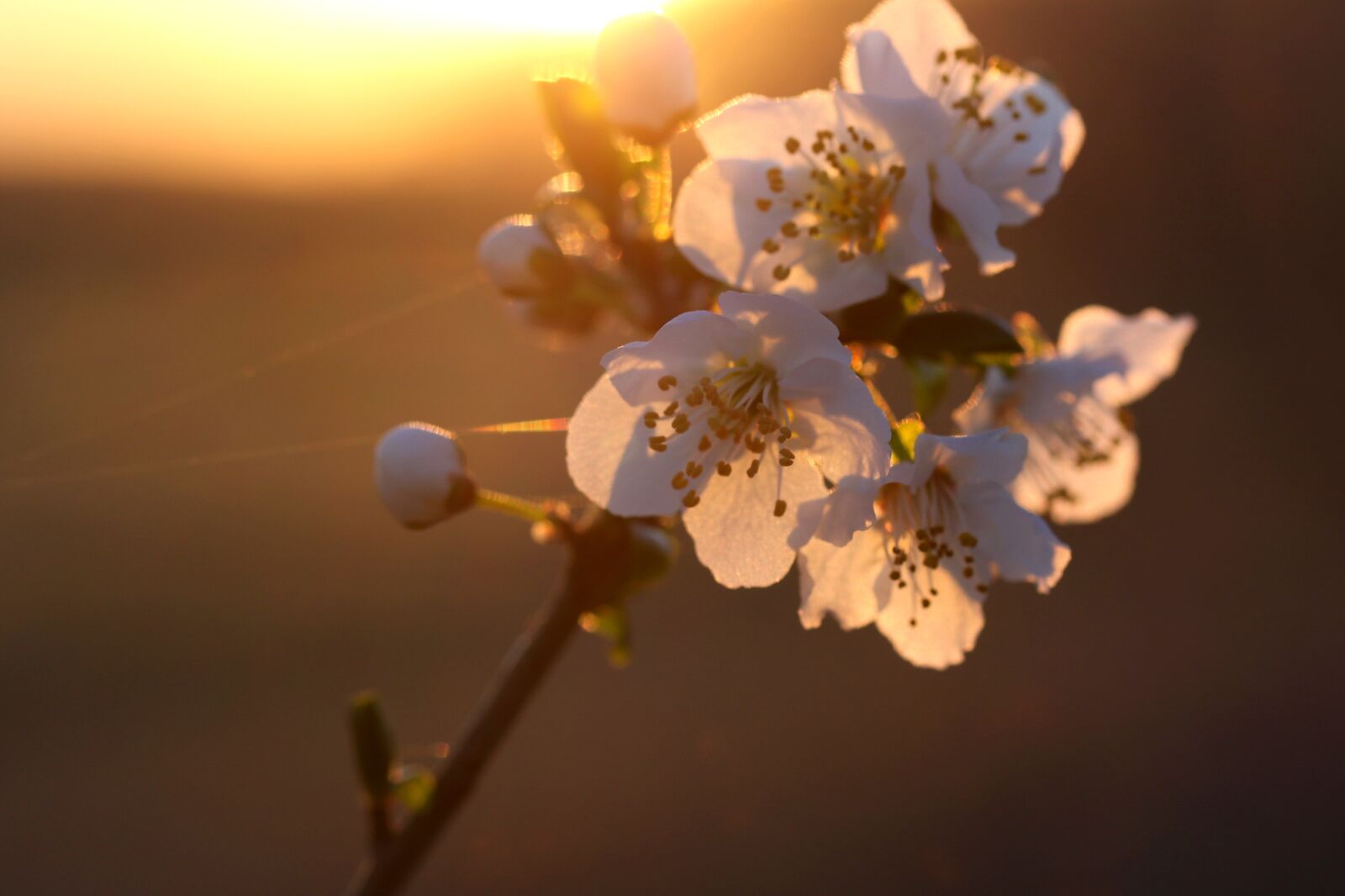 Canon EF-S 60mm F2.8 Macro USM sample photo. Flowers, white, light photography