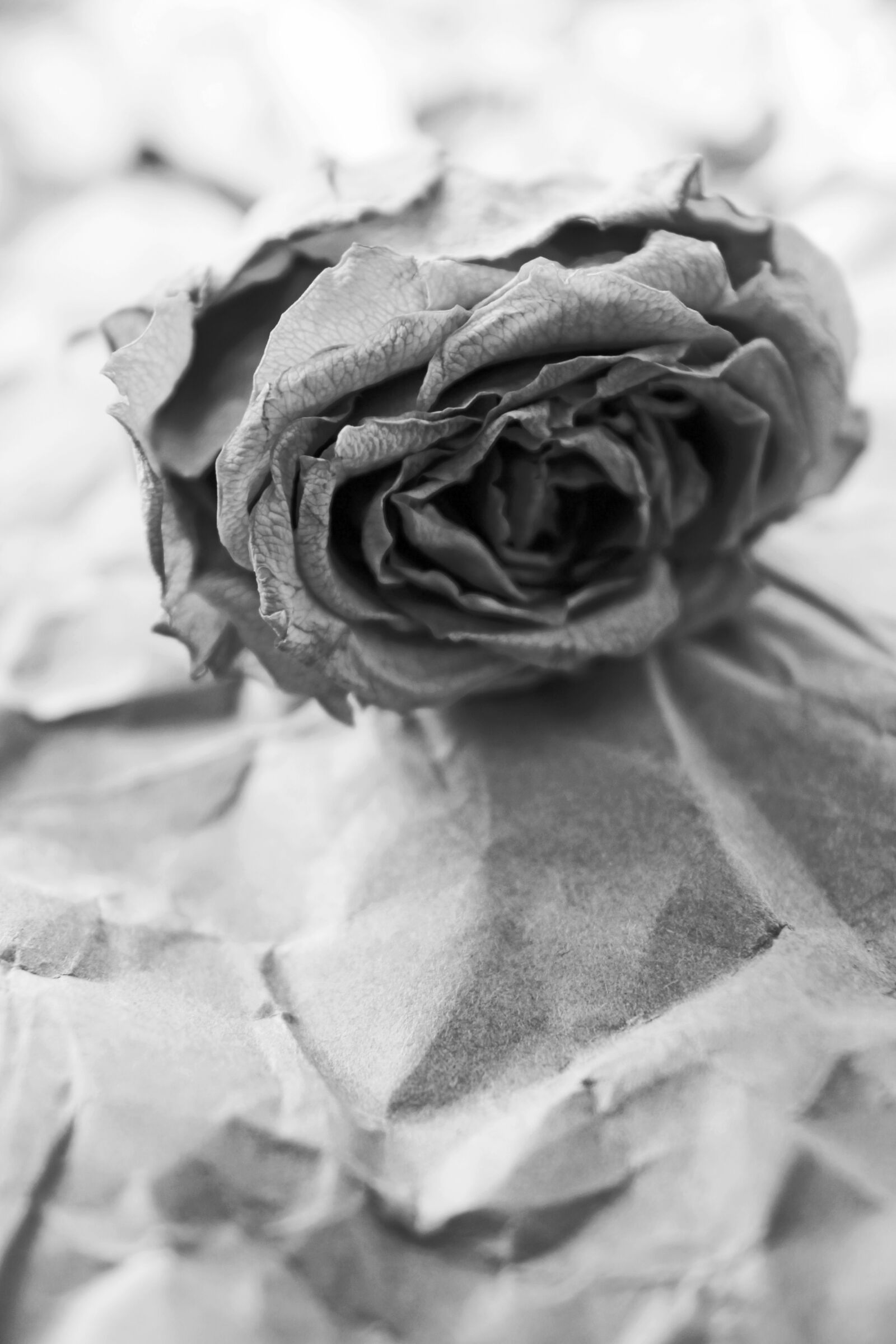 Canon EOS 700D (EOS Rebel T5i / EOS Kiss X7i) sample photo. Wilted, faded, fading photography