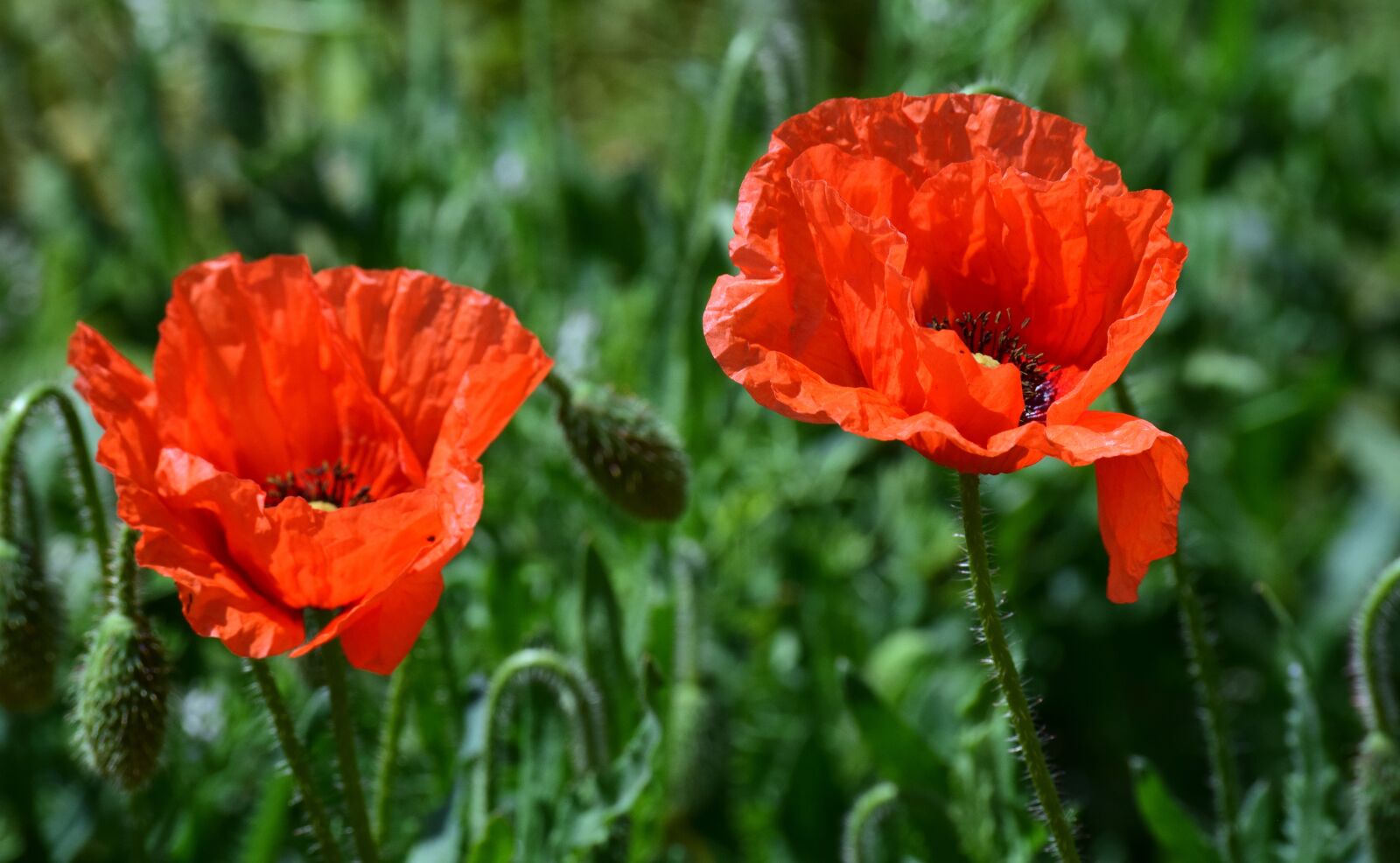 Nikon D3300 sample photo. Poppy, flower, poppy flower photography