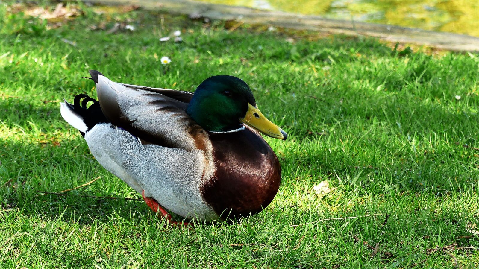 Panasonic Lumix DMC-FZ200 sample photo. France, strasbourg, orangery photography