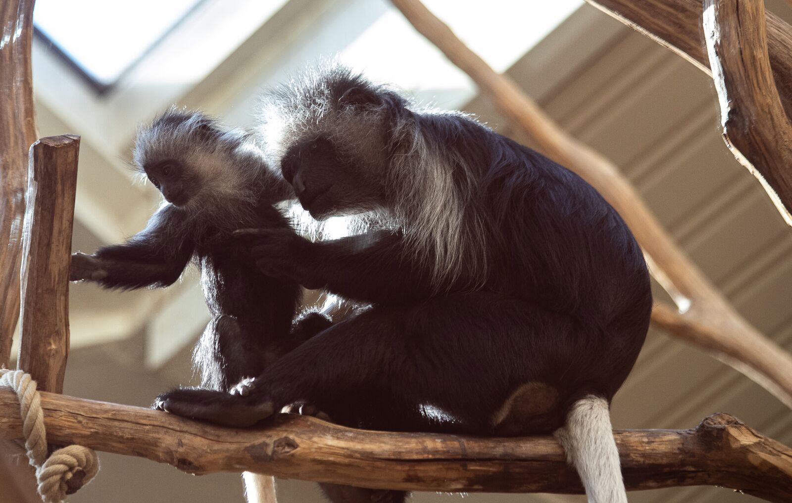 Canon EF 70-300mm F4-5.6 IS USM sample photo. Bears colobus monkey, monkey photography