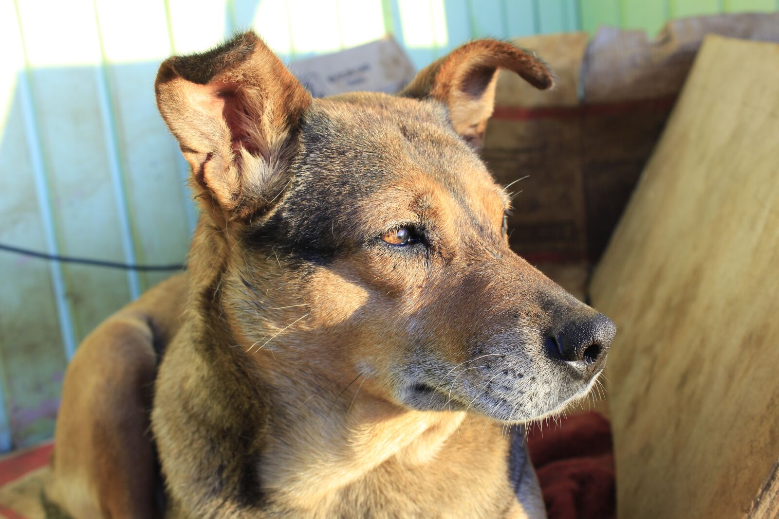 Canon EOS 1200D (EOS Rebel T5 / EOS Kiss X70 / EOS Hi) sample photo. Dog, looking, portrait photography