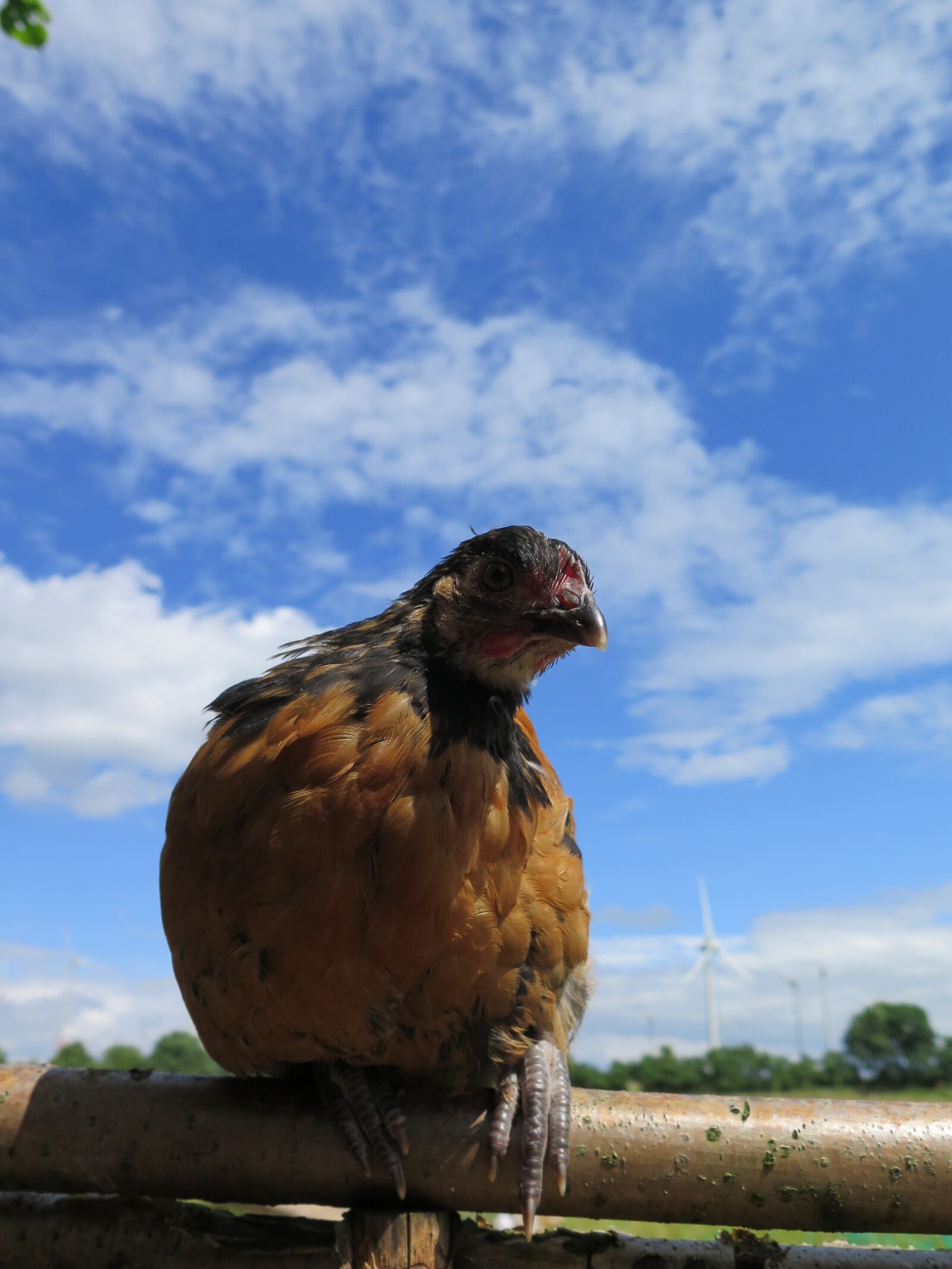 Canon PowerShot G16 sample photo. Chickens chicks, vorwerk, outdoor photography