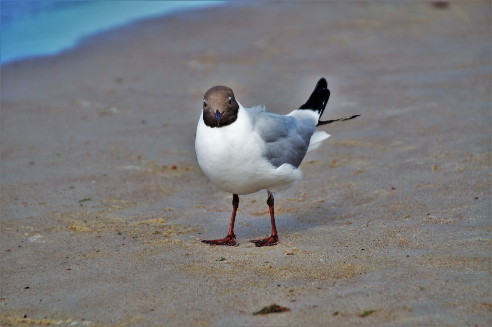 Sony SLT-A58 sample photo. The seagull, sea, sand photography