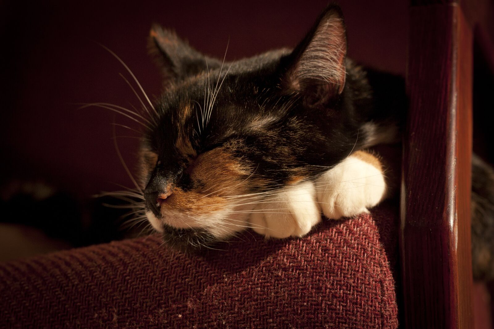 Canon EOS 450D (EOS Rebel XSi / EOS Kiss X2) sample photo. Cat, kitten, fur photography