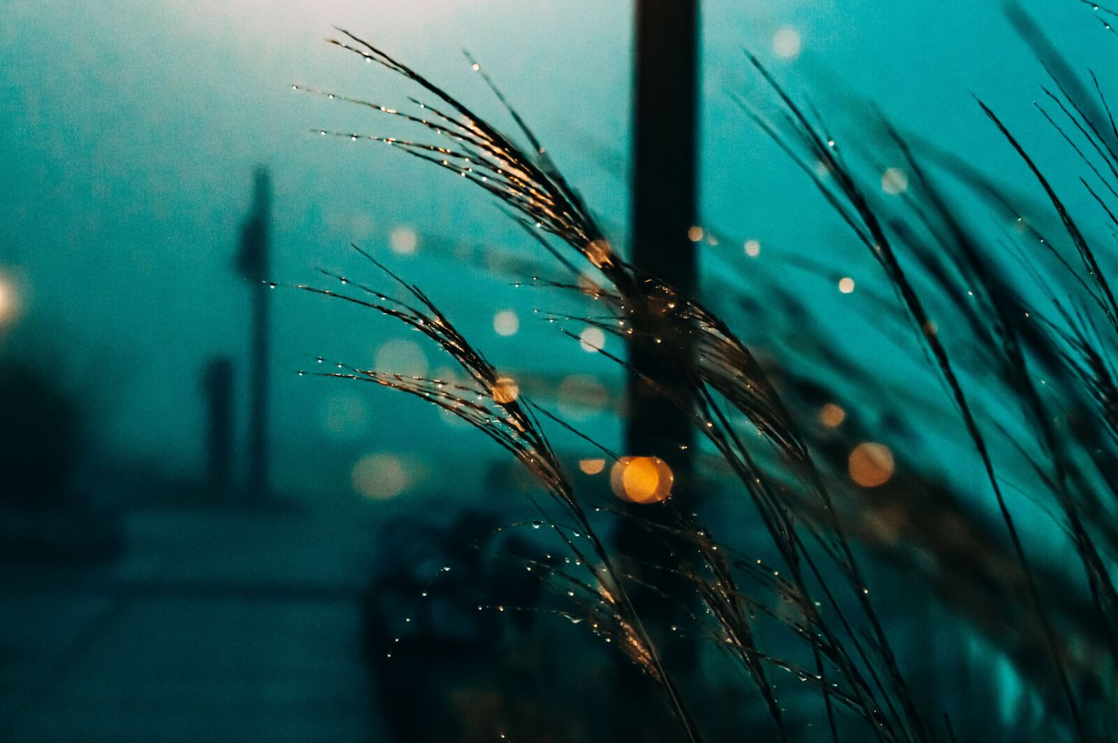 Nikon D300S sample photo. Grass, night, dew photography