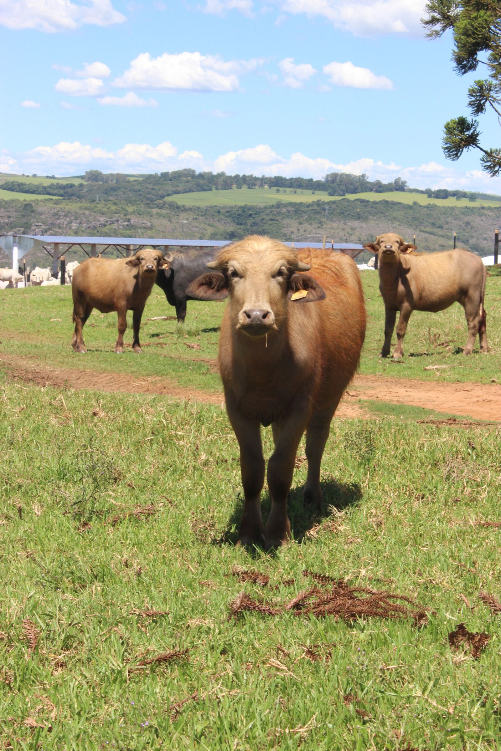 Canon EOS 600D (Rebel EOS T3i / EOS Kiss X5) sample photo. Boi, cow, farm photography