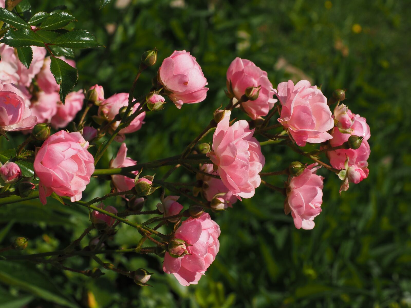 Olympus OM-D E-M1 + Olympus M.Zuiko Digital ED 12-40mm F2.8 Pro sample photo. Roses, rosebush, pink photography