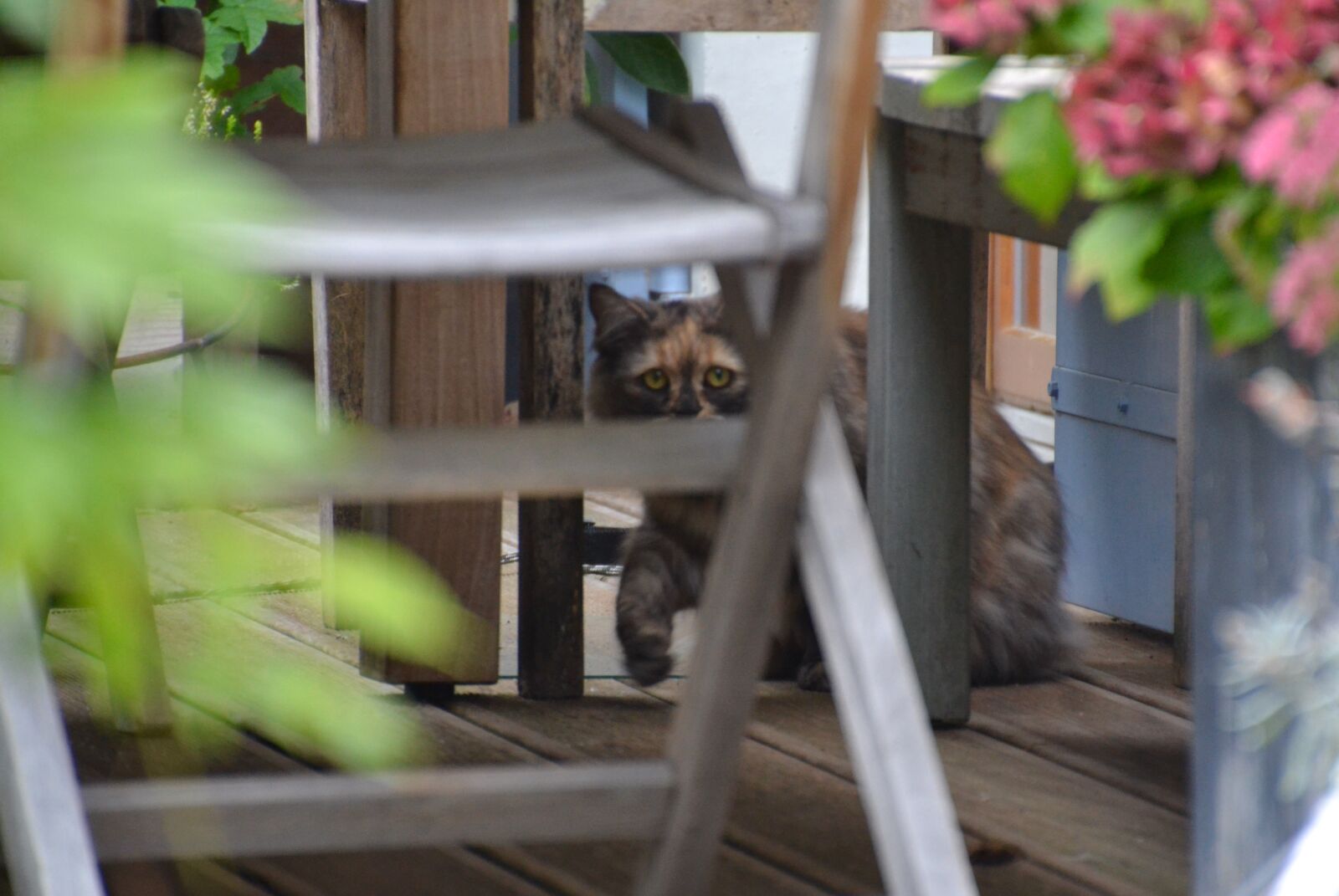 Nikon D3100 sample photo. Cat, chair, flowers, table photography