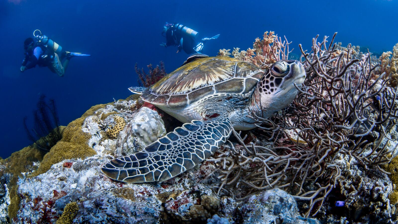 OLYMPUS M.8mm F1.8 sample photo. Turtle, reef, sea photography