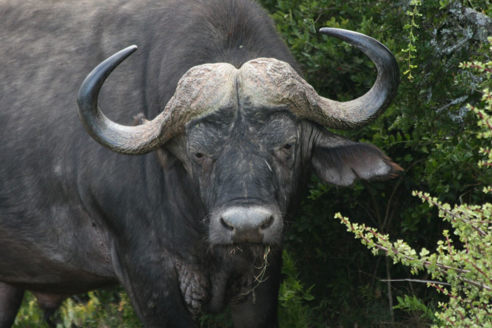 Canon EOS 30D sample photo. Water buffalo, africa, wildlife photography